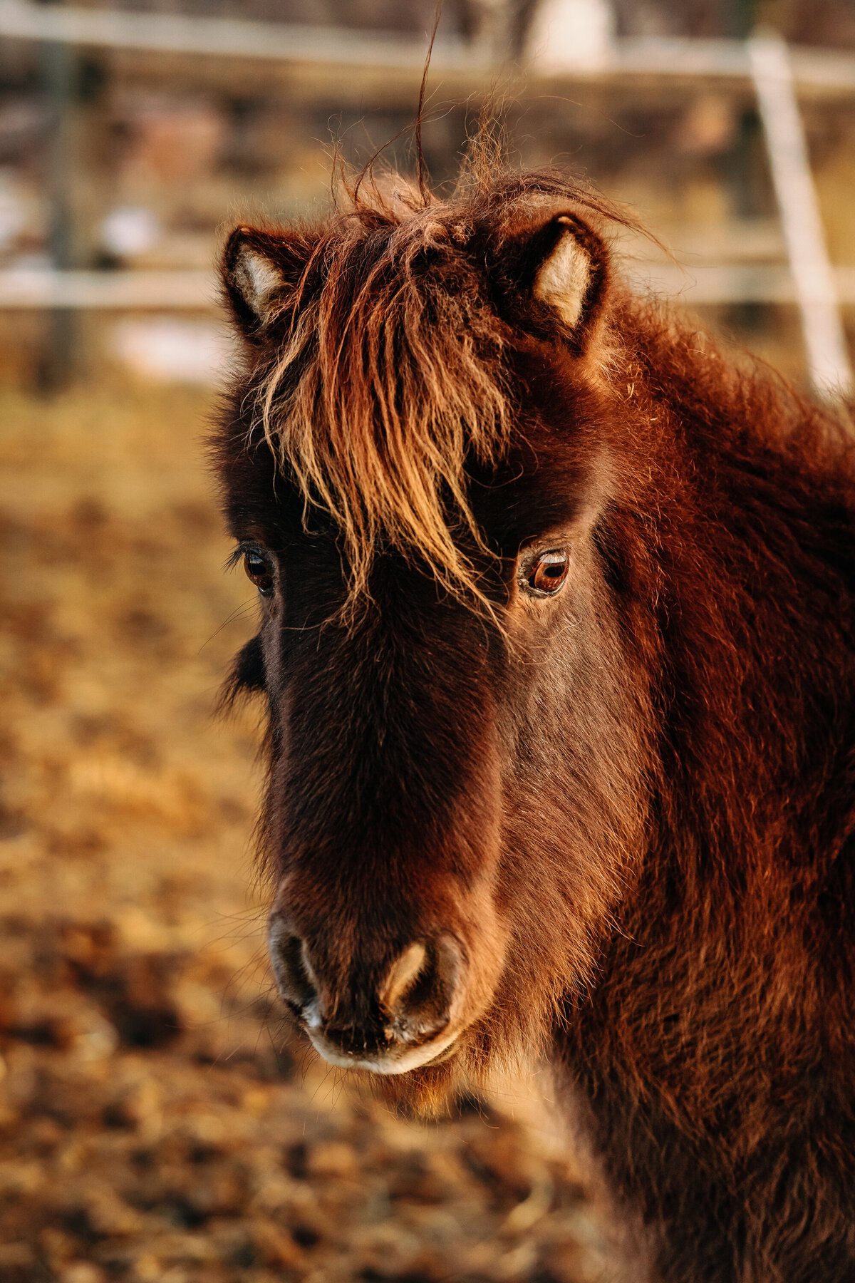 AnabelleHorse_proofs_232 copy