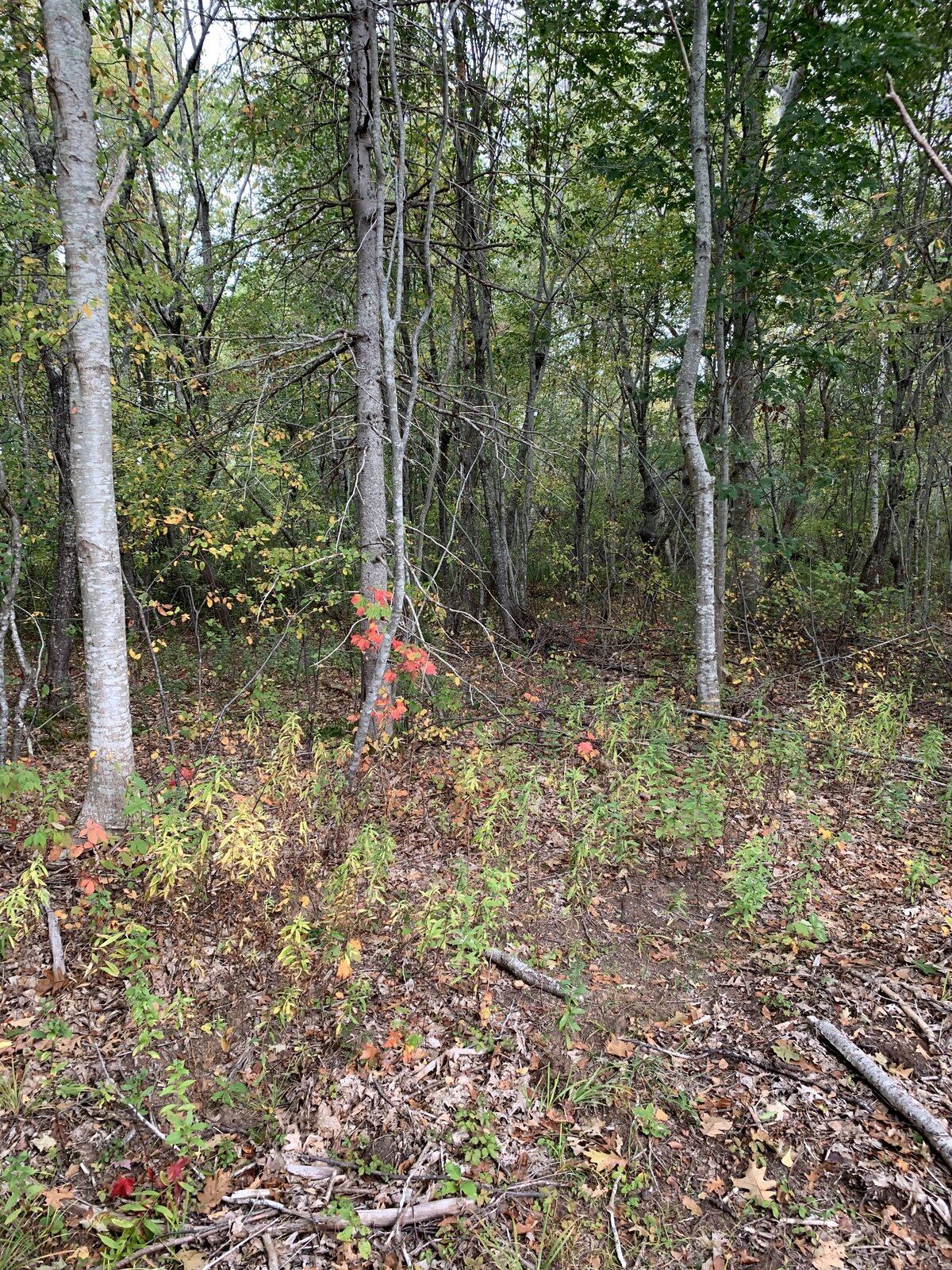 Ground Down Land Management - Excavation Services - Nova Scotia - Property Access - Trail Systems - Driveways - Patios - Landscaping - Mulching