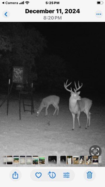 Deer at 33.6 acres of treed land near Rock Creek Expansion for sale
