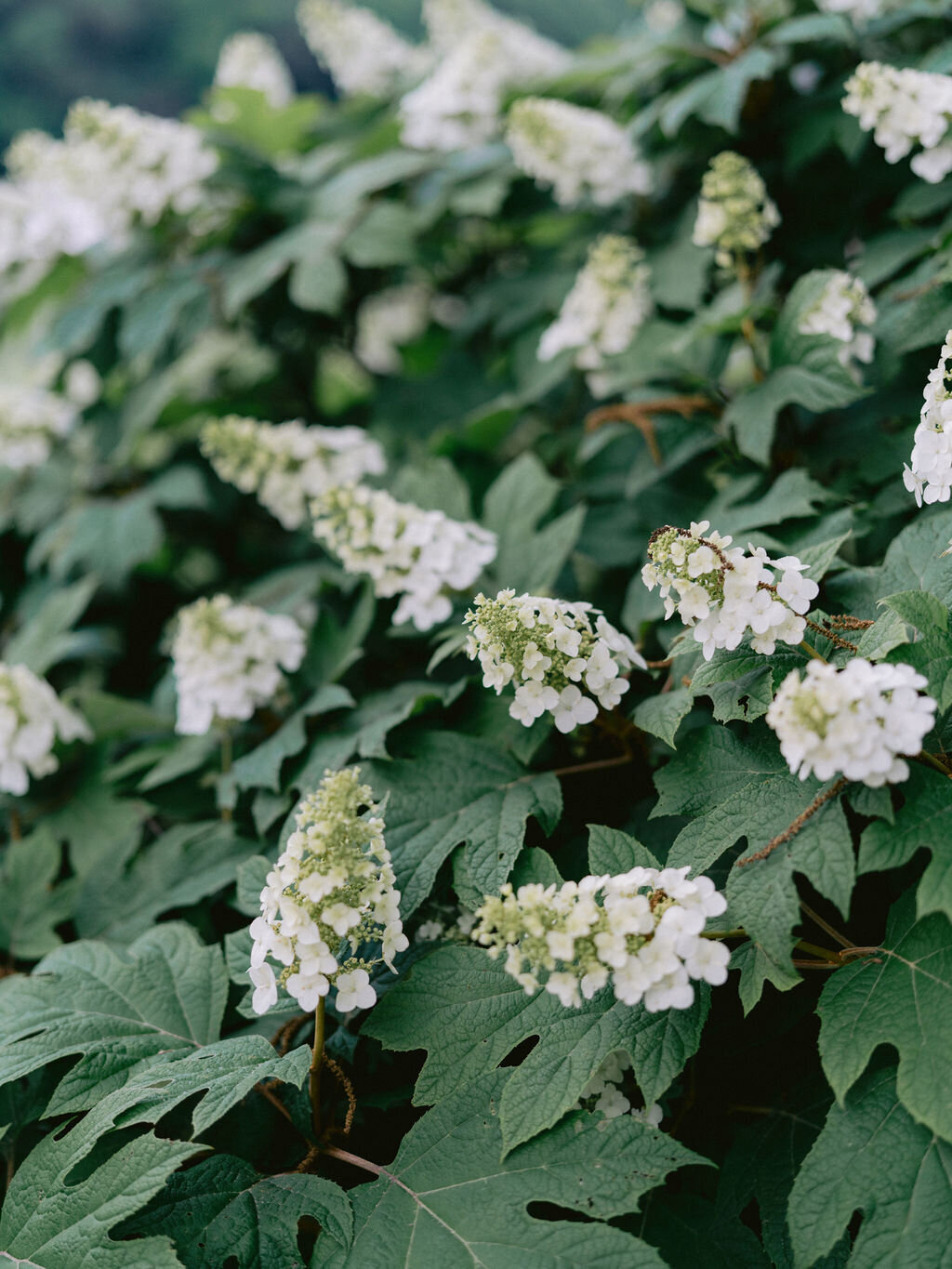 NikkiSanterre_EastCoastPrivateEstateWeddingPhotographer_Caroline&Ben-152