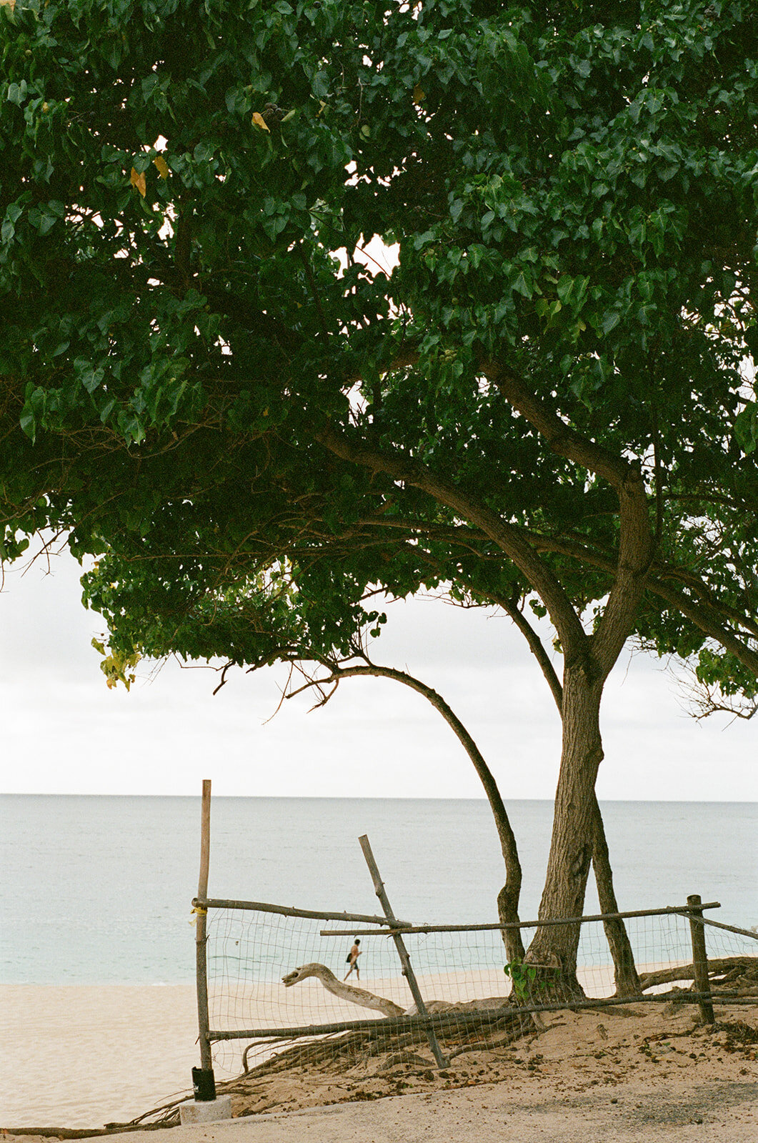 Vivienne_Patrick_Turtle_Bay_Wedding_SBerard_Photography-7