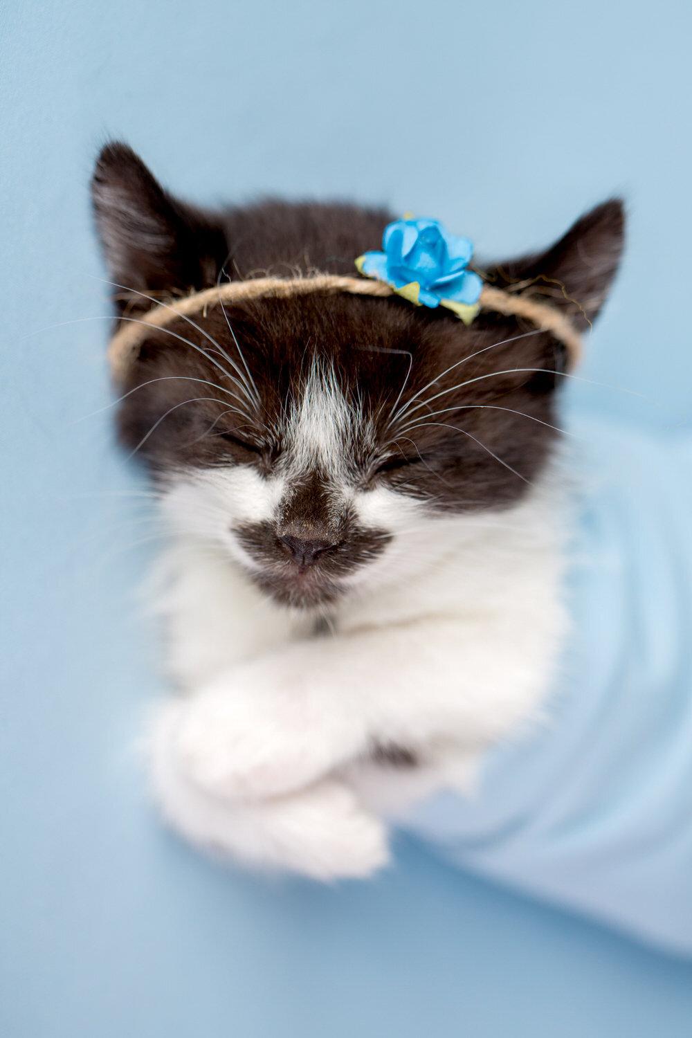 pet-photos-myrtle-beach-1500_023