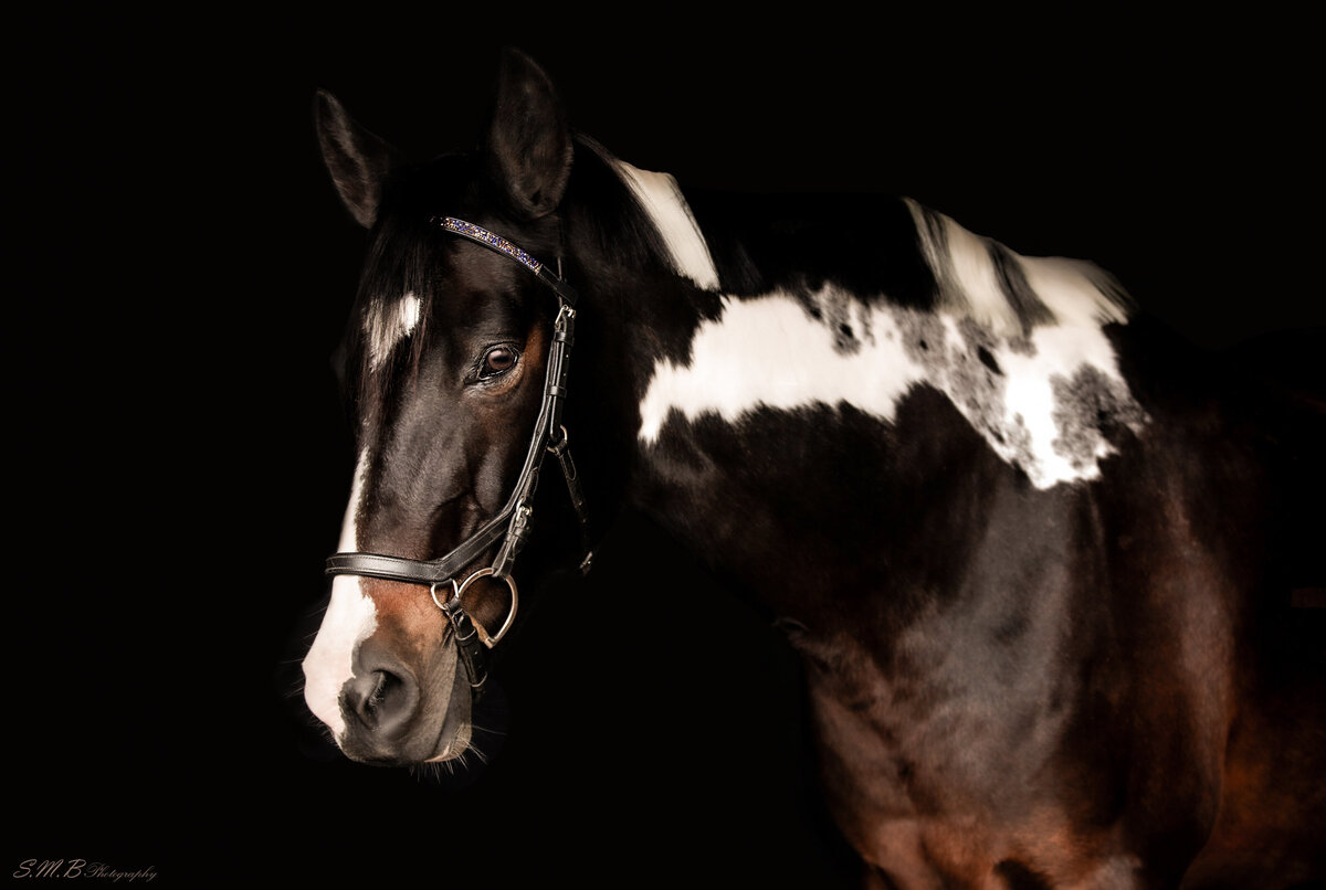 20241029-20241029-_MG_9604 copy