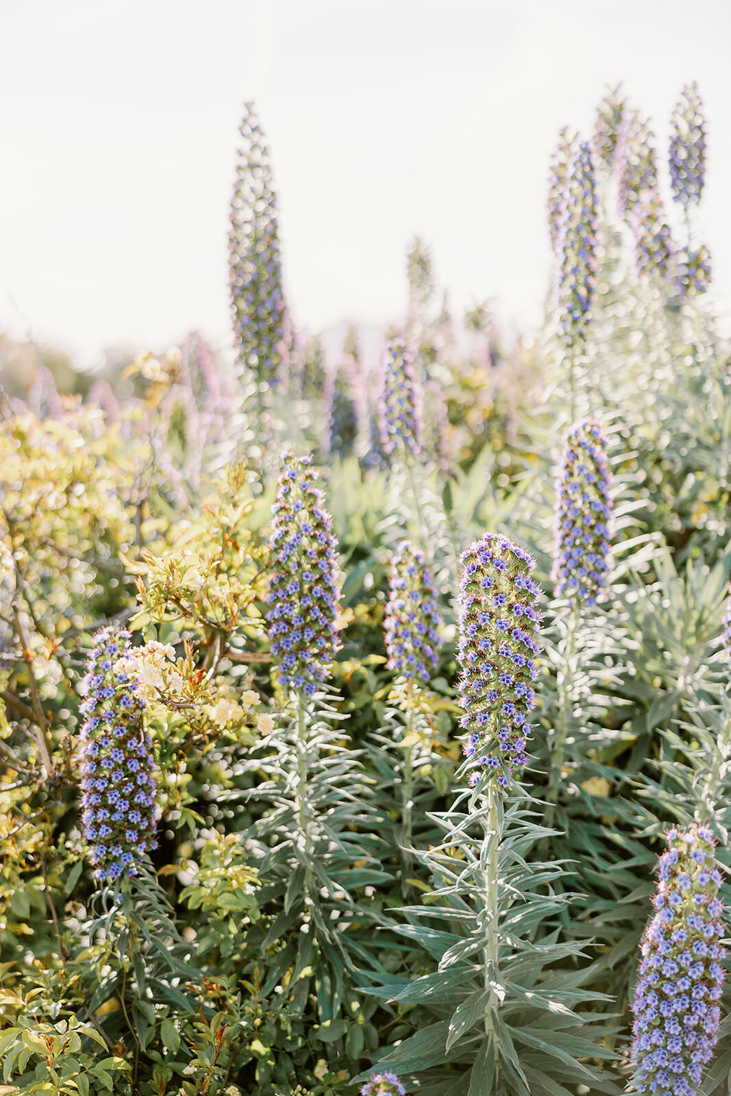 Spring-wedding-in-carmel-california71