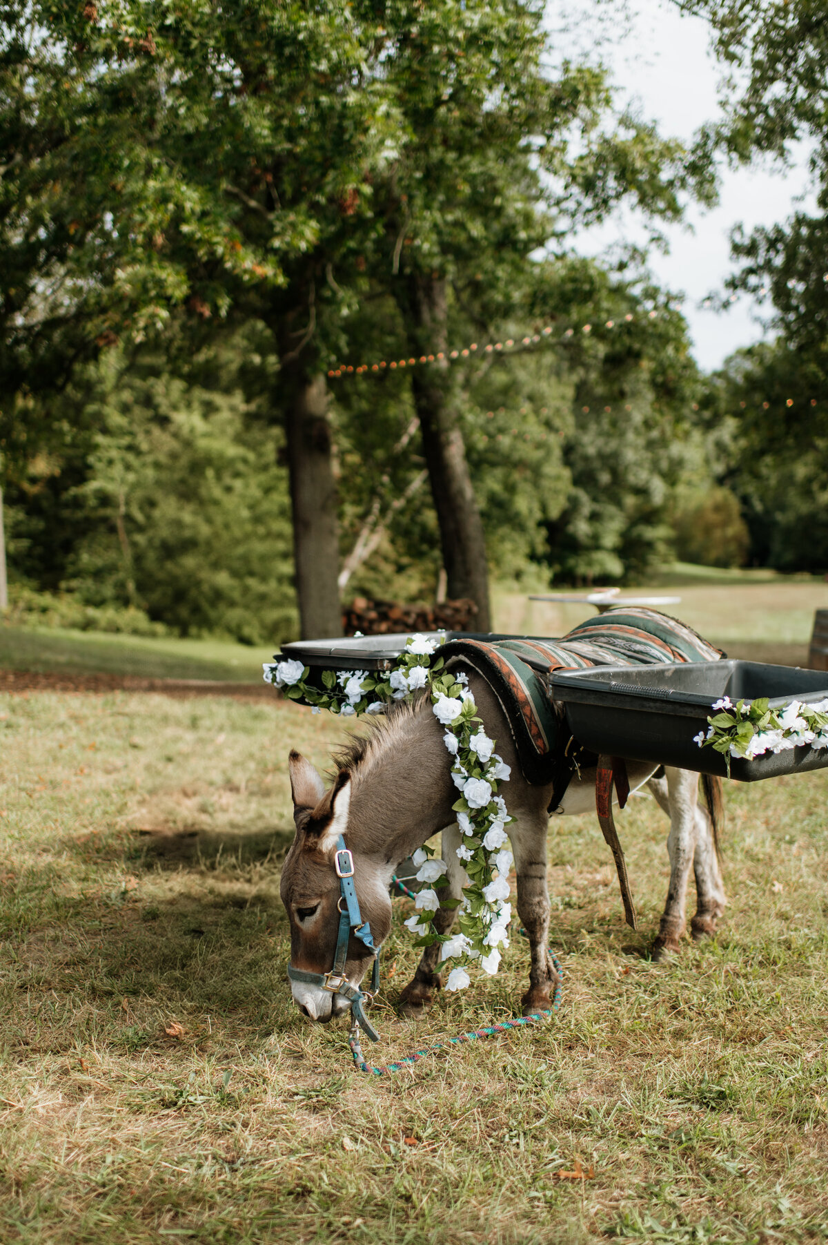 Donkey decorated with flowers for wedding