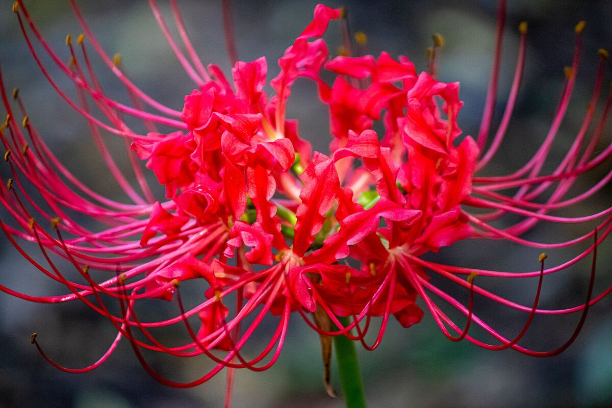 red-flower-b3acbd27-2500