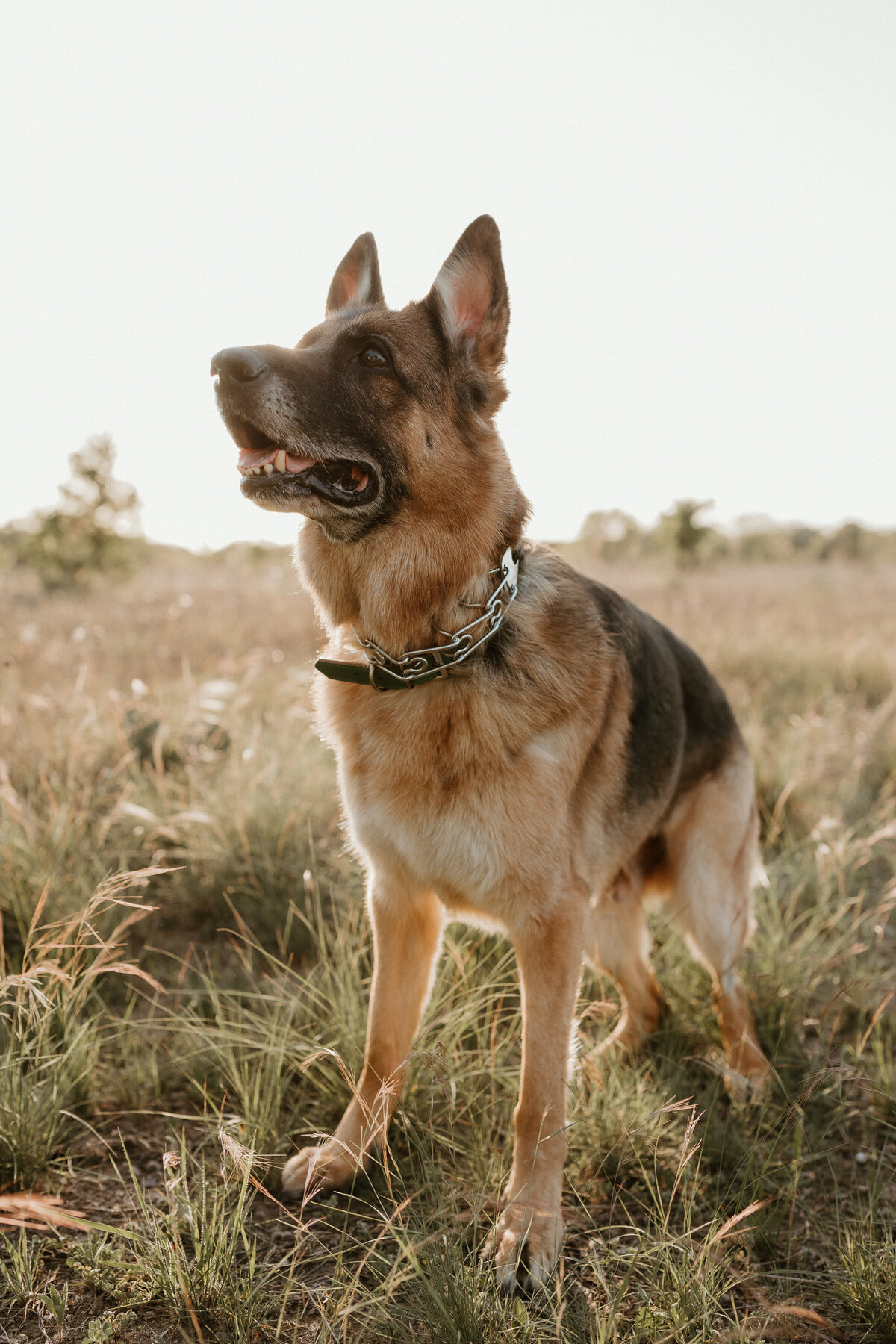 Georgetown Pet Photographer