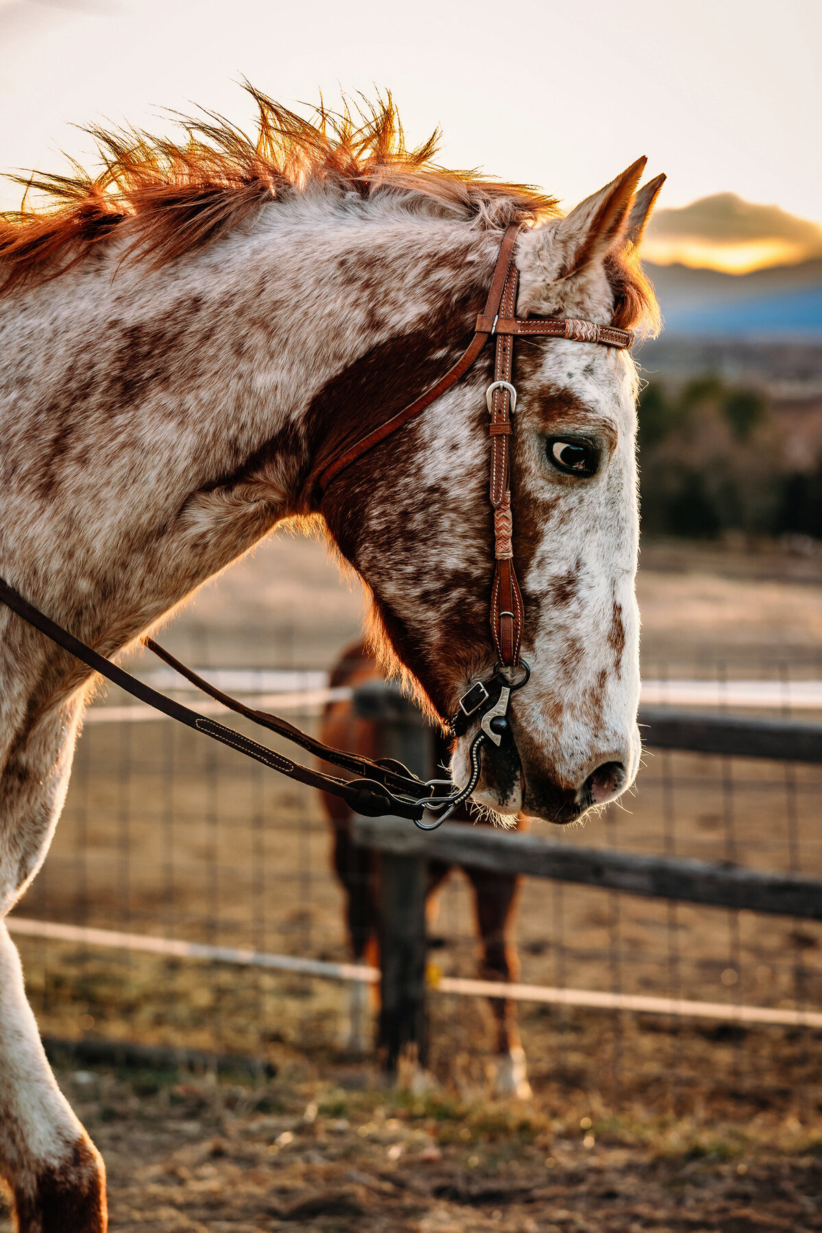 AnabelleHorse_proofs_182 copy