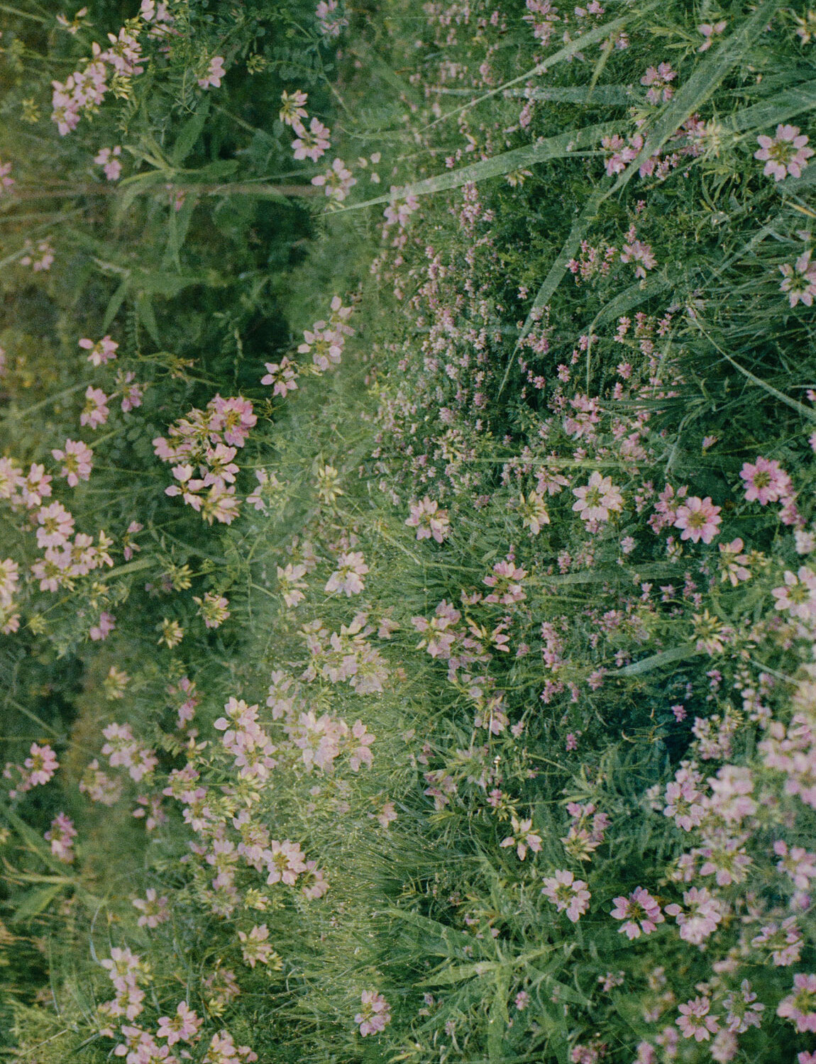 film flower double exposure, floral scent branding photo, perfume, candle branding photography