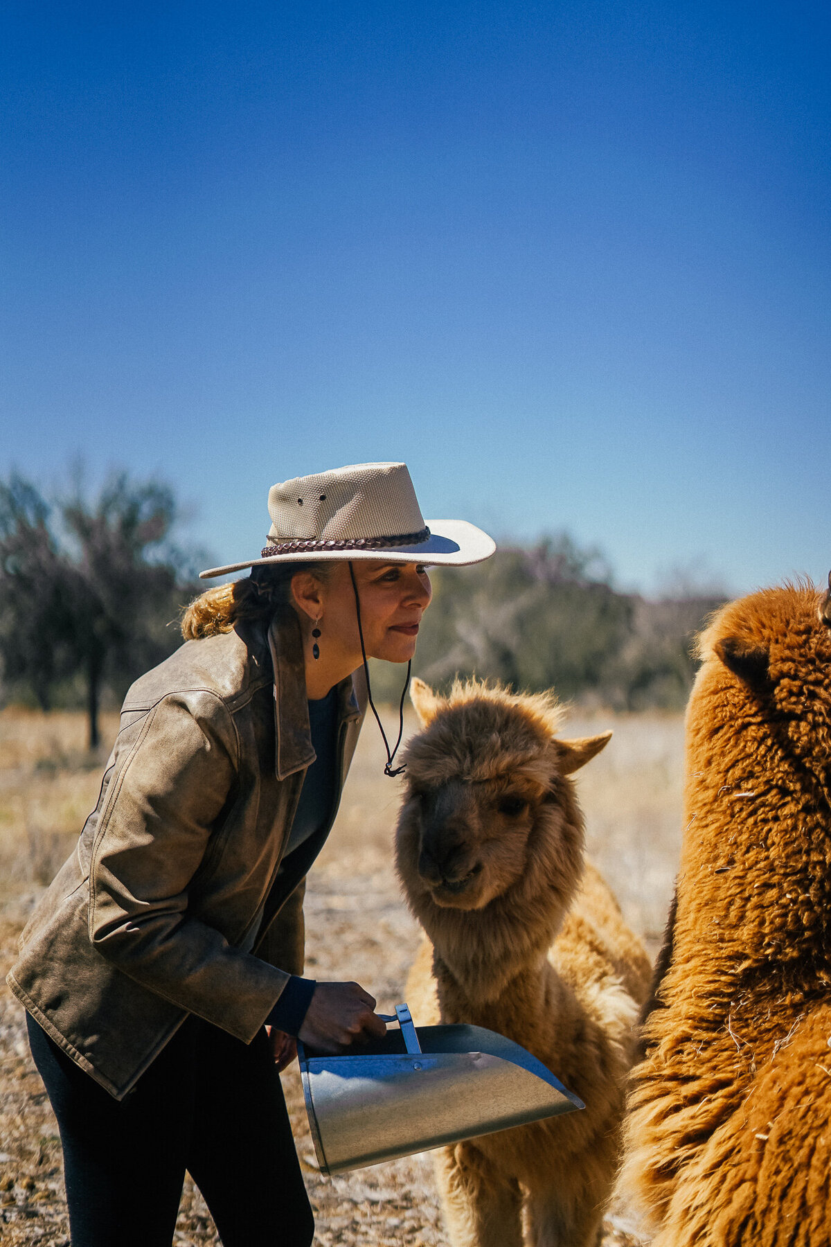 Woman feeding brown alpacas