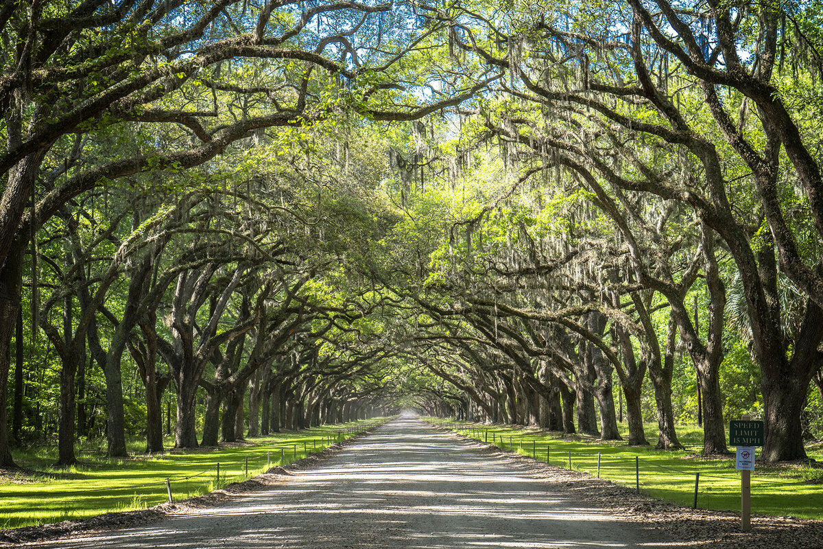 Wormsloe_web