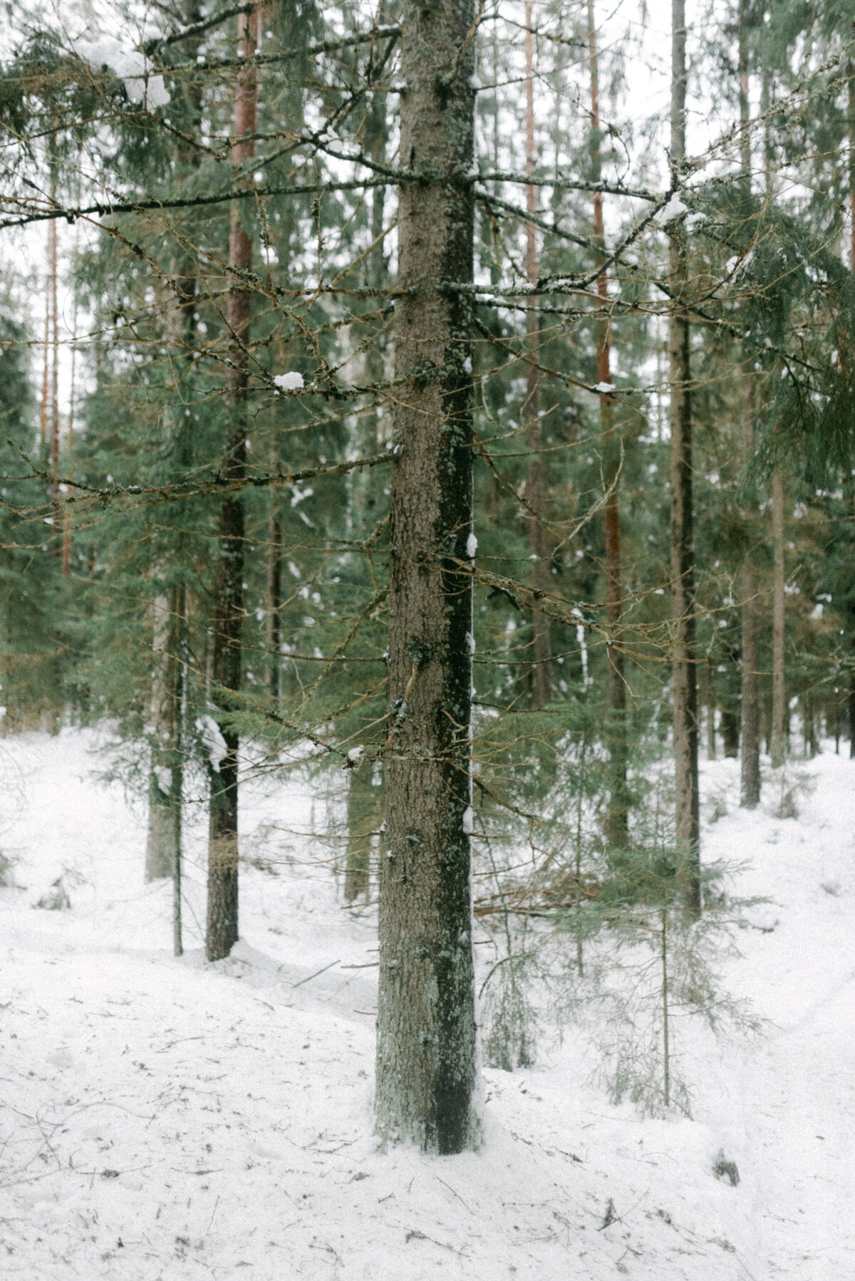 Forest on a couple photography session with photographer Hannika Gabrielsson