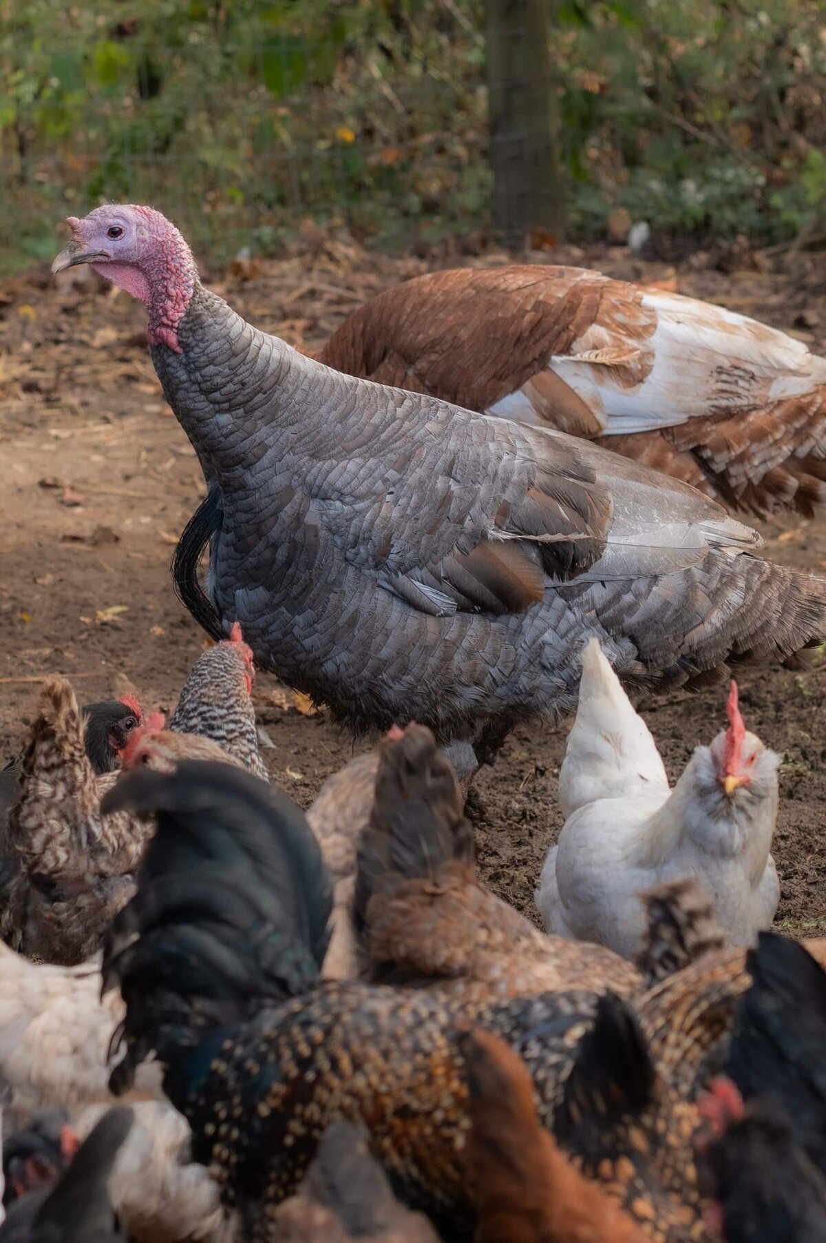 KristenVannPhotography-KelRaeFarm-headshots-25-5361
