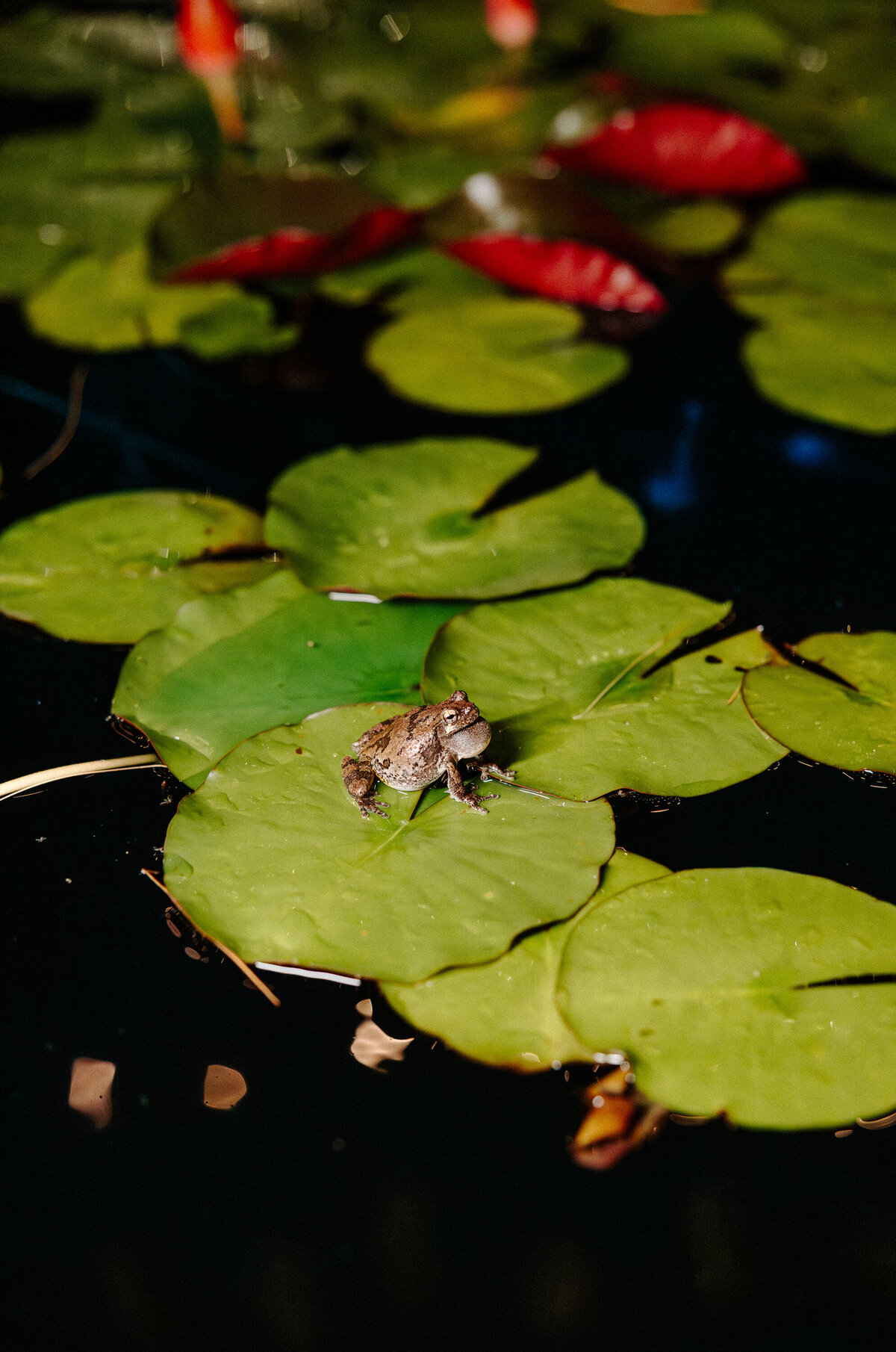 AndersonWedding2025-Reception-284
