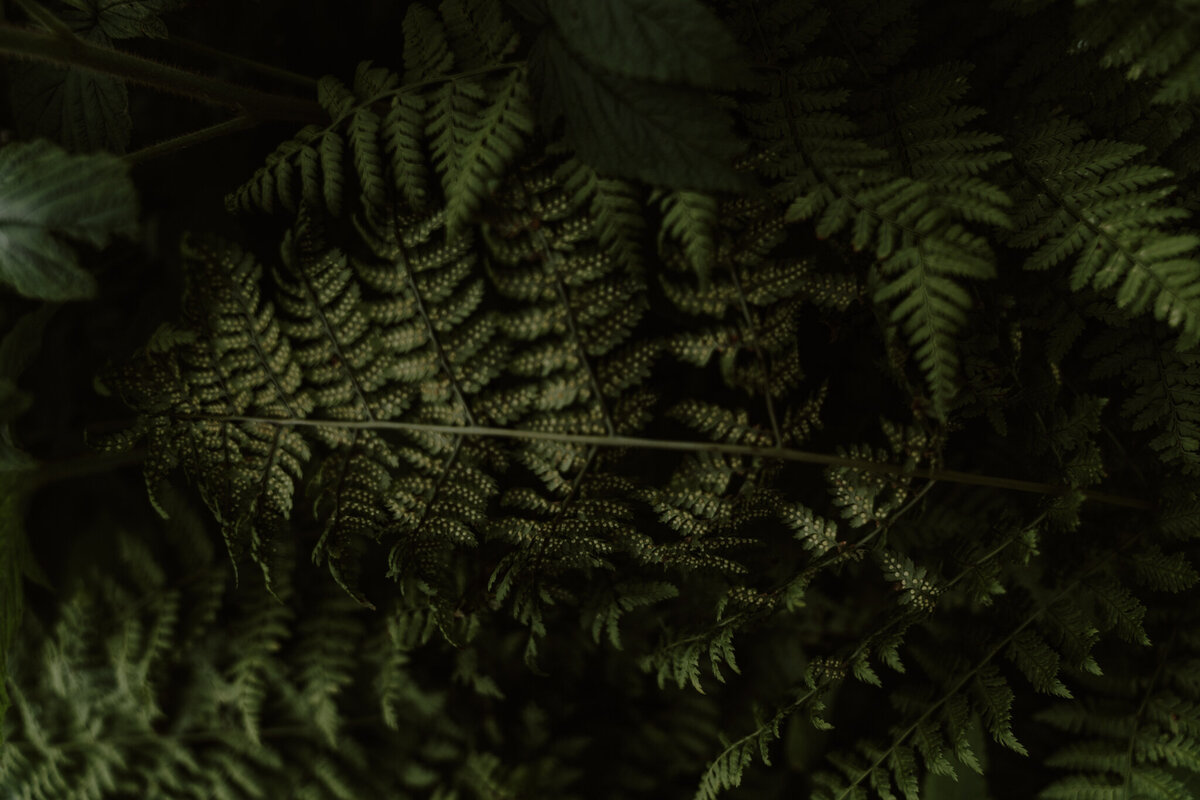 ferns-8