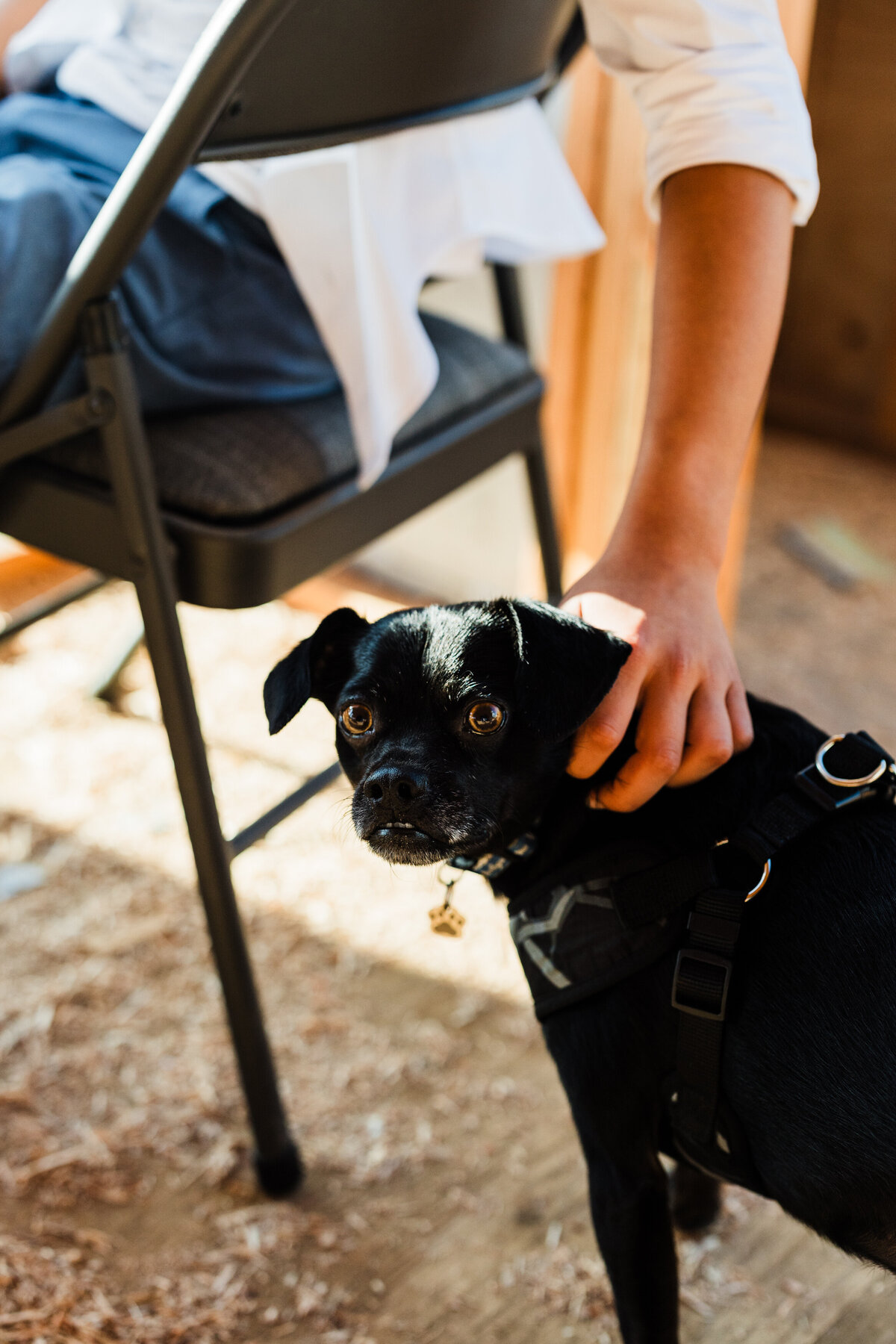 boy-petting-dog-during-family-photography-session