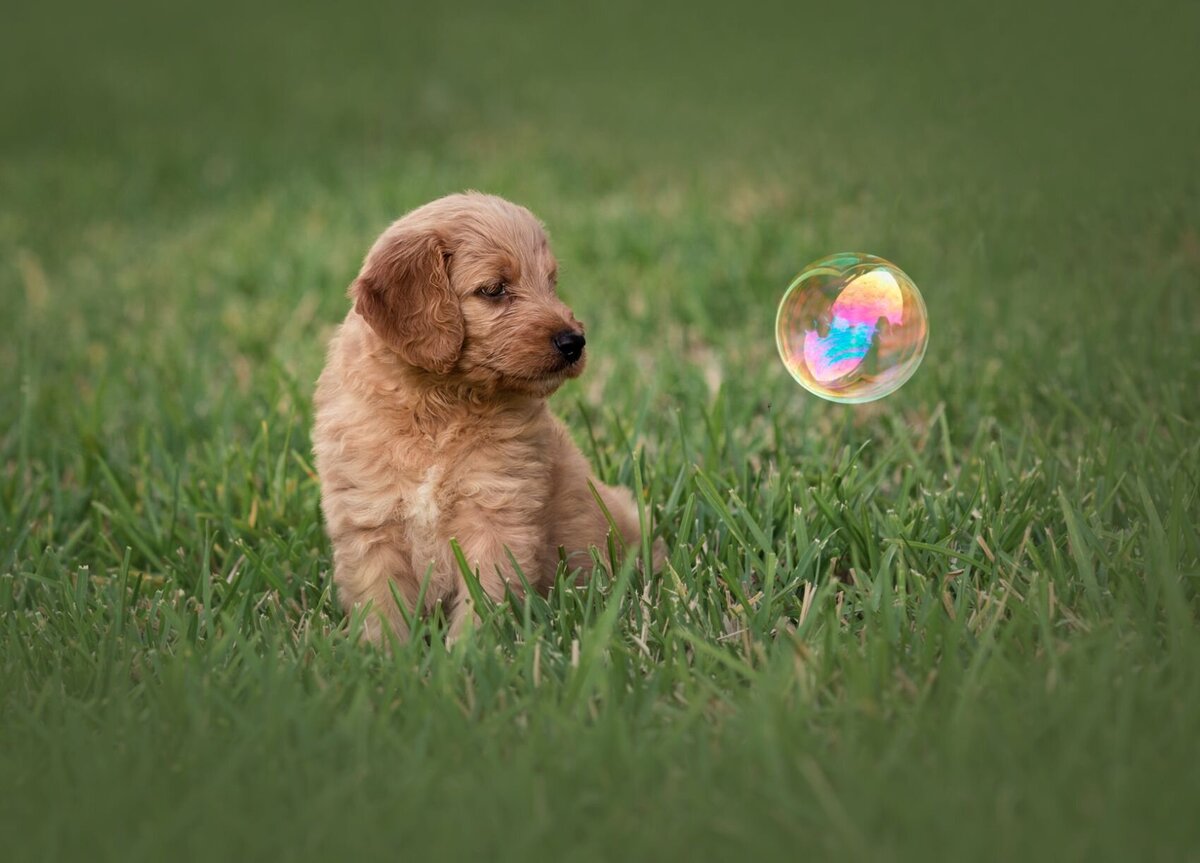 lilla-bordas-portraits-tampa-DOG-photographer1416_2