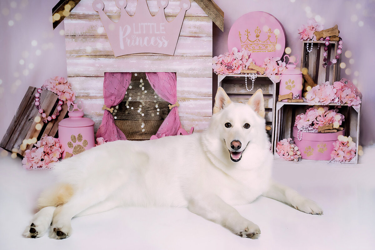 New Orleans Pet Photographer 51