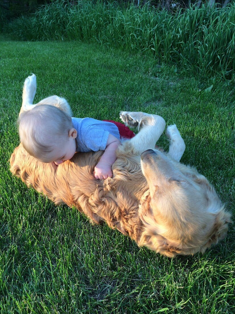 Appelgate-Golden-Retriever-Puppies-Molly-13