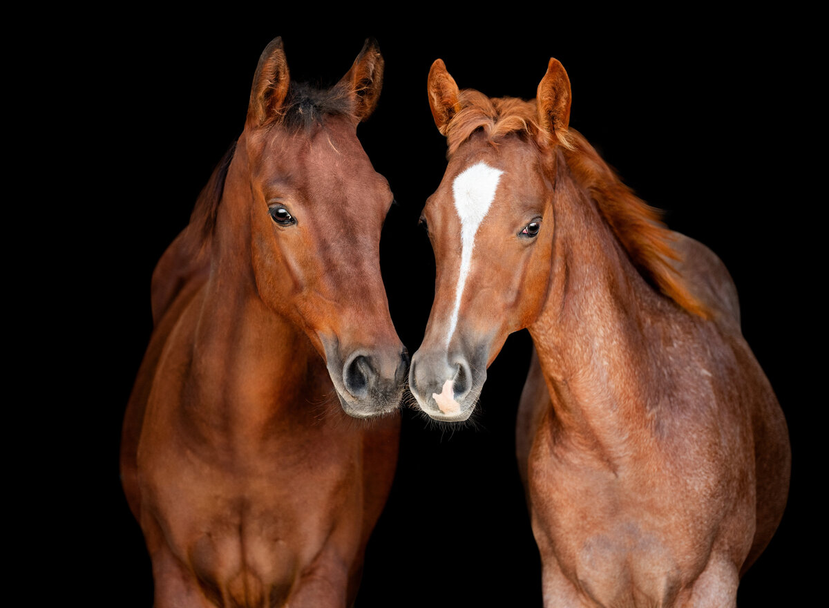 Quarter horse photographer in North Alabama takes photos of two foals.