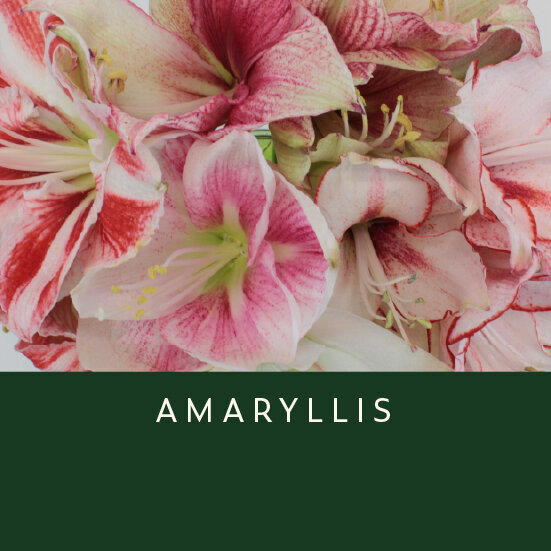 Amaryllis