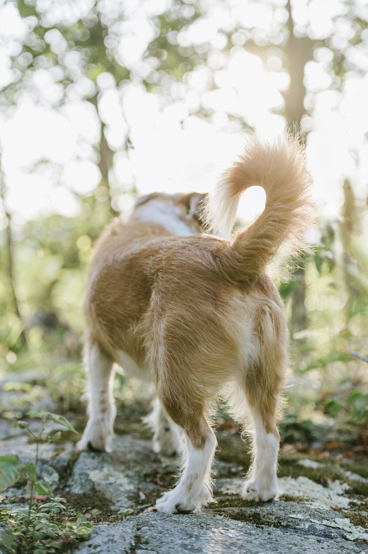 nature-pet-photographer-nj
