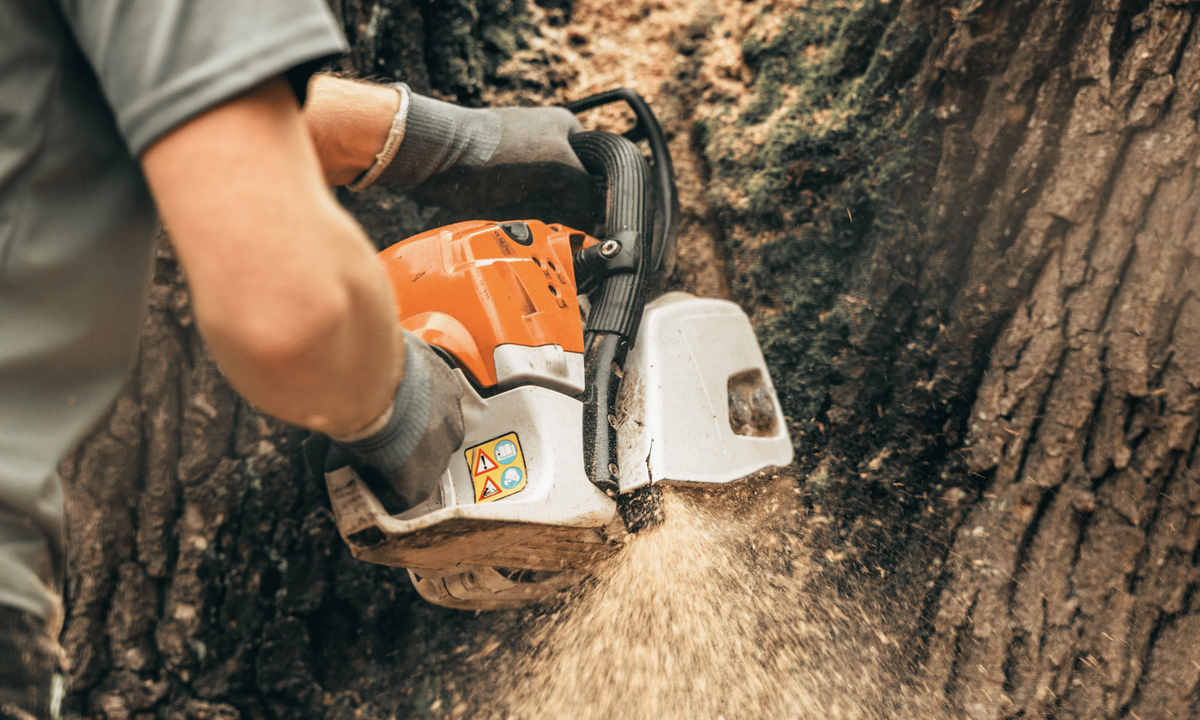 tree removal services near Lititz, Pa 