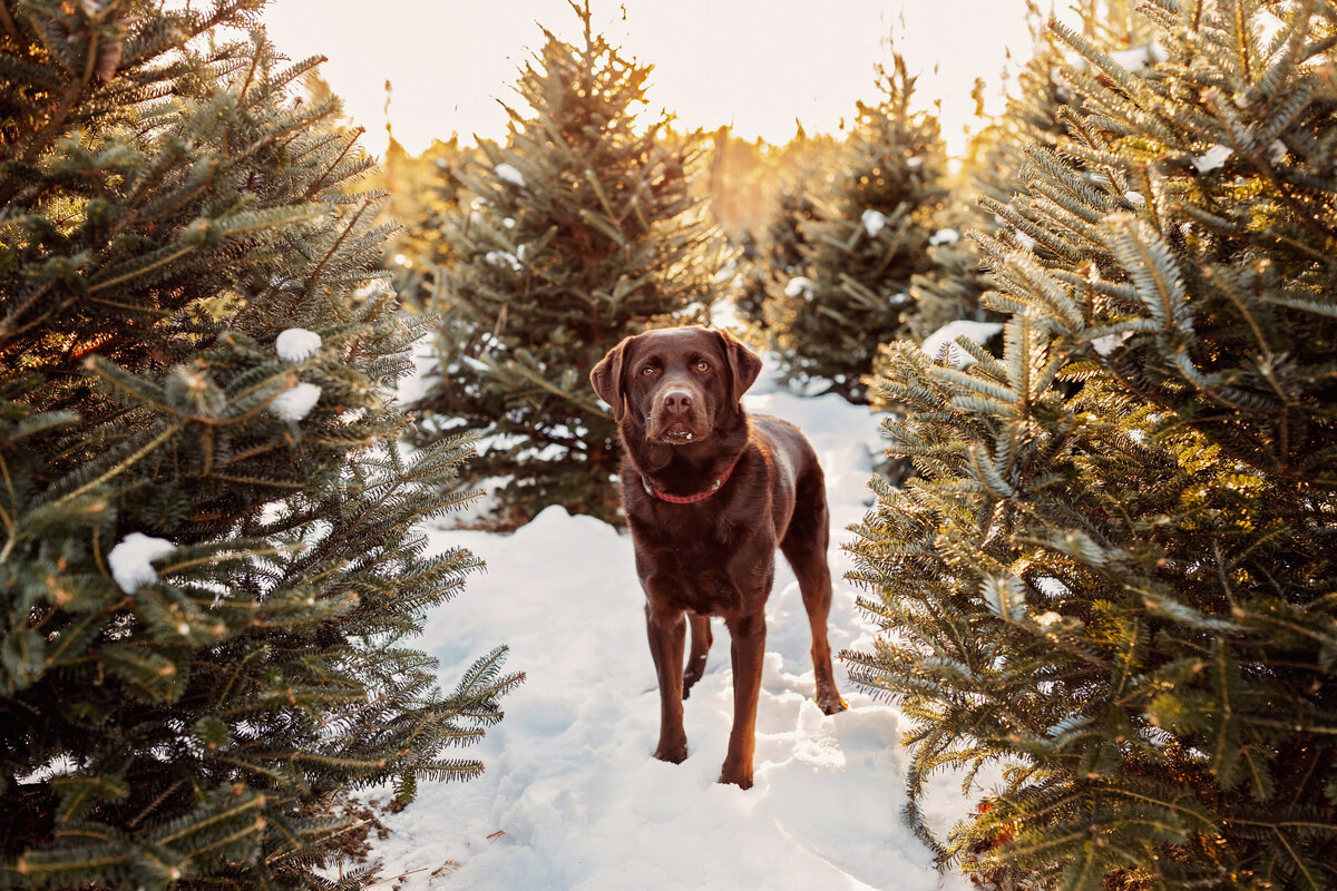christmas-tree-farm-photos-cedarhill002