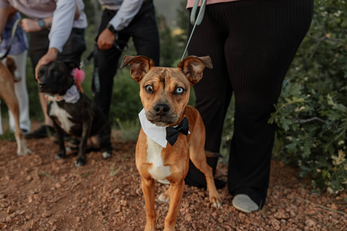 colorado-springs-elopement-photographer-24