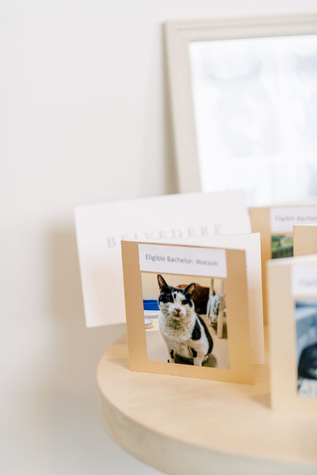 Bride and grooms portraits of her cats at the pearle hotel