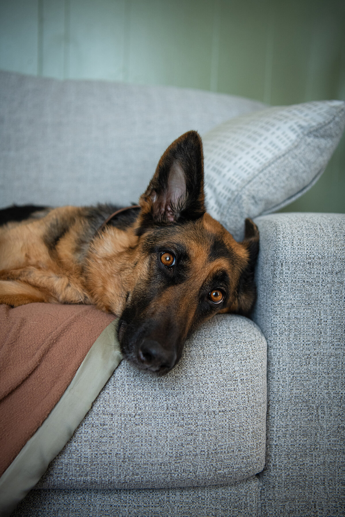 German Shepherd is laying on the couch at home having a photoshoot in duluth, minnesota