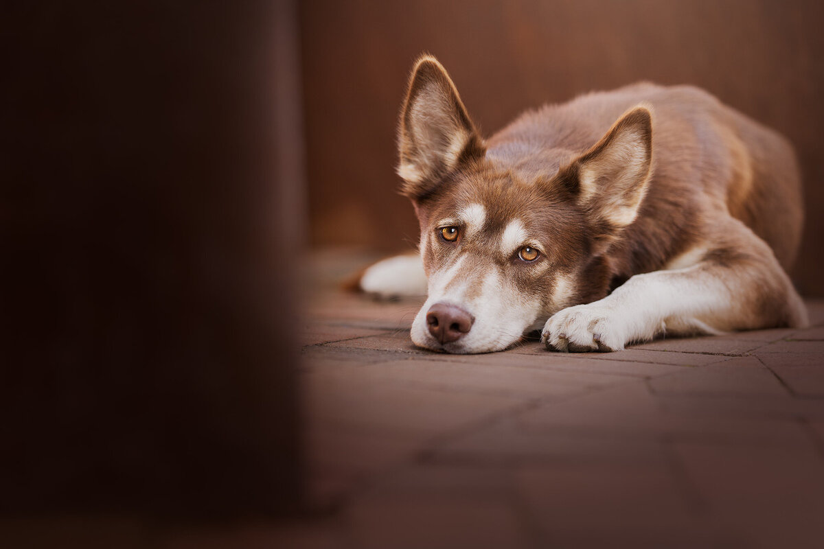 A dog laying on the brick floor in Bellingham, WA