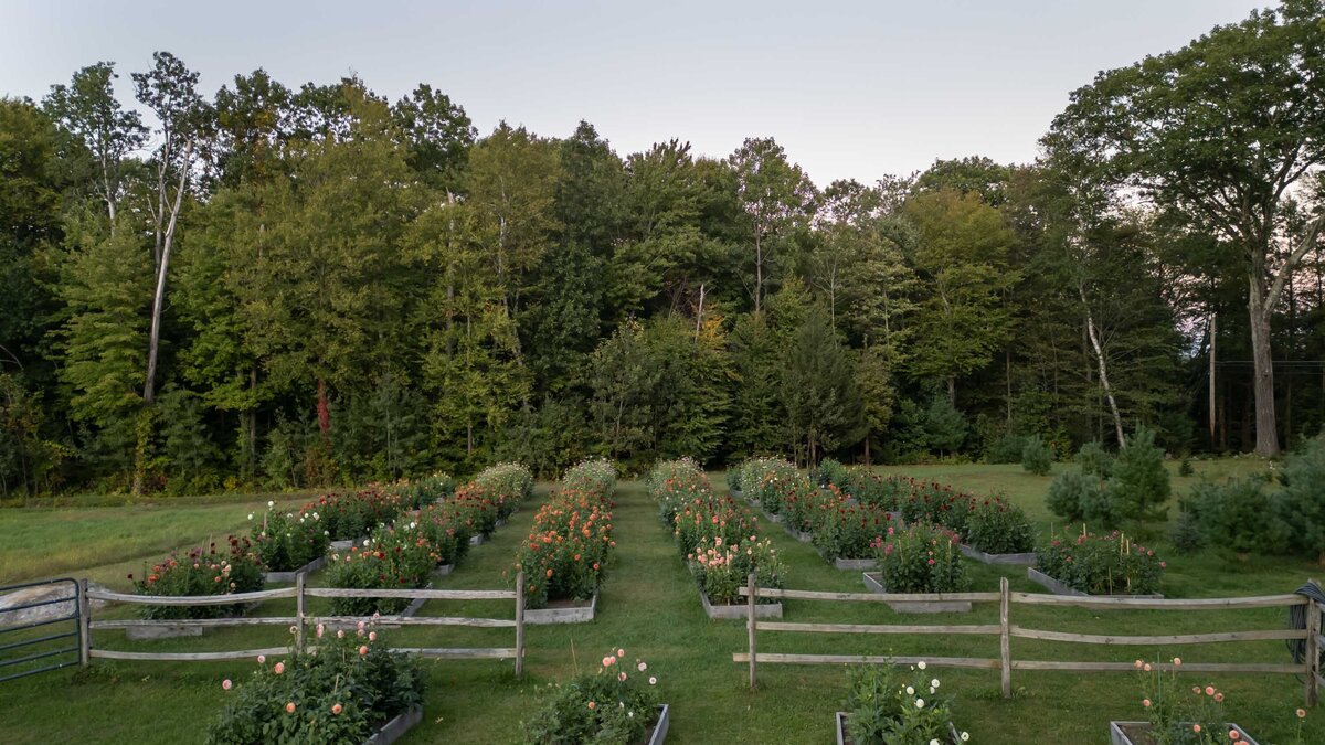Blooms-Of-Lost-Acres-dahlias-field