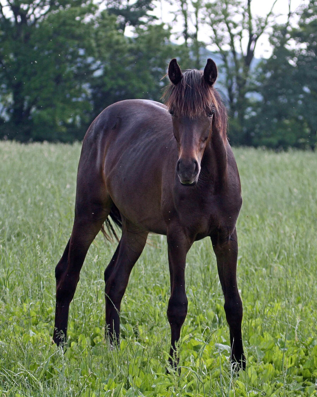Dark Bau Connemara Pony Yearling