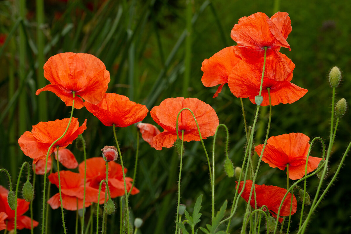 field_poppies_red_9600