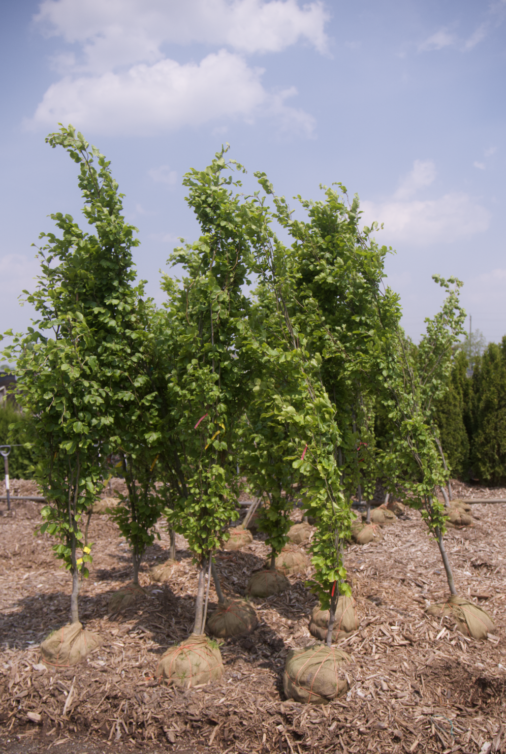 Screenshot 2025-07-21 at 10.56.33 AM