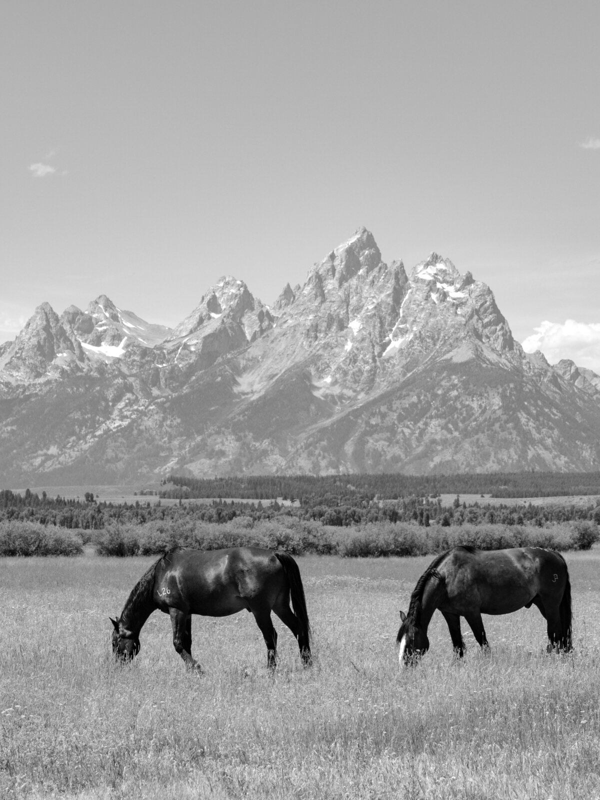 Diamond Cross Ranch Wedding Photos-2