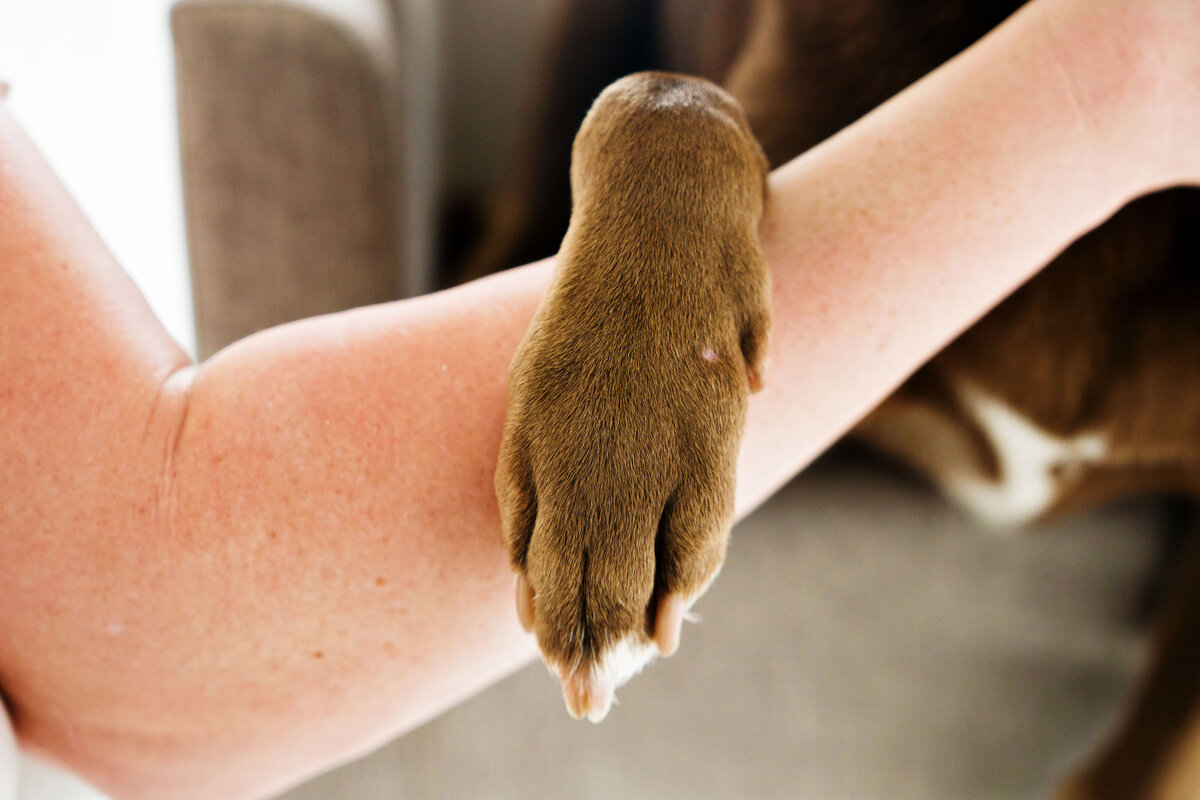 Pet Photographer Grand Junction -  382