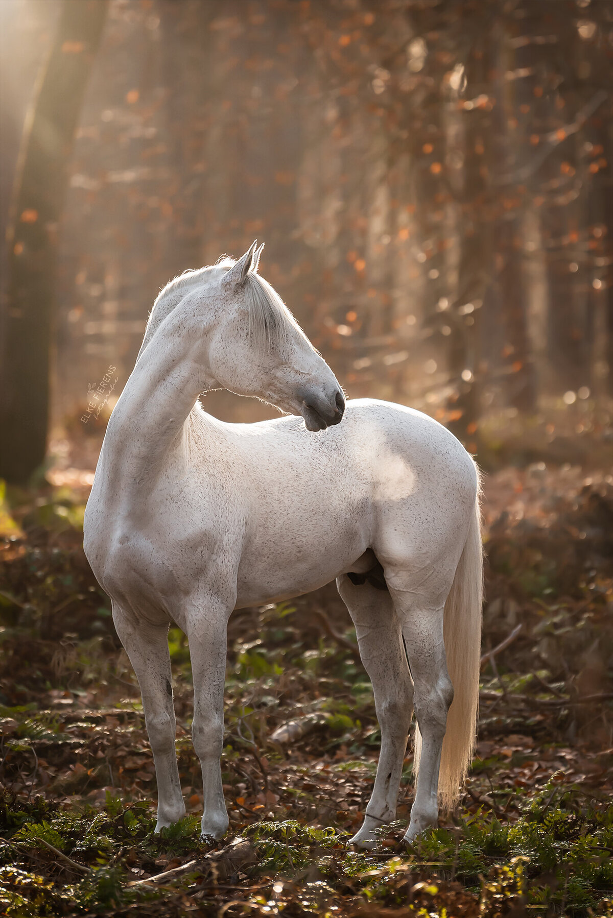 paardenfotograaf  - portret fotografie paard