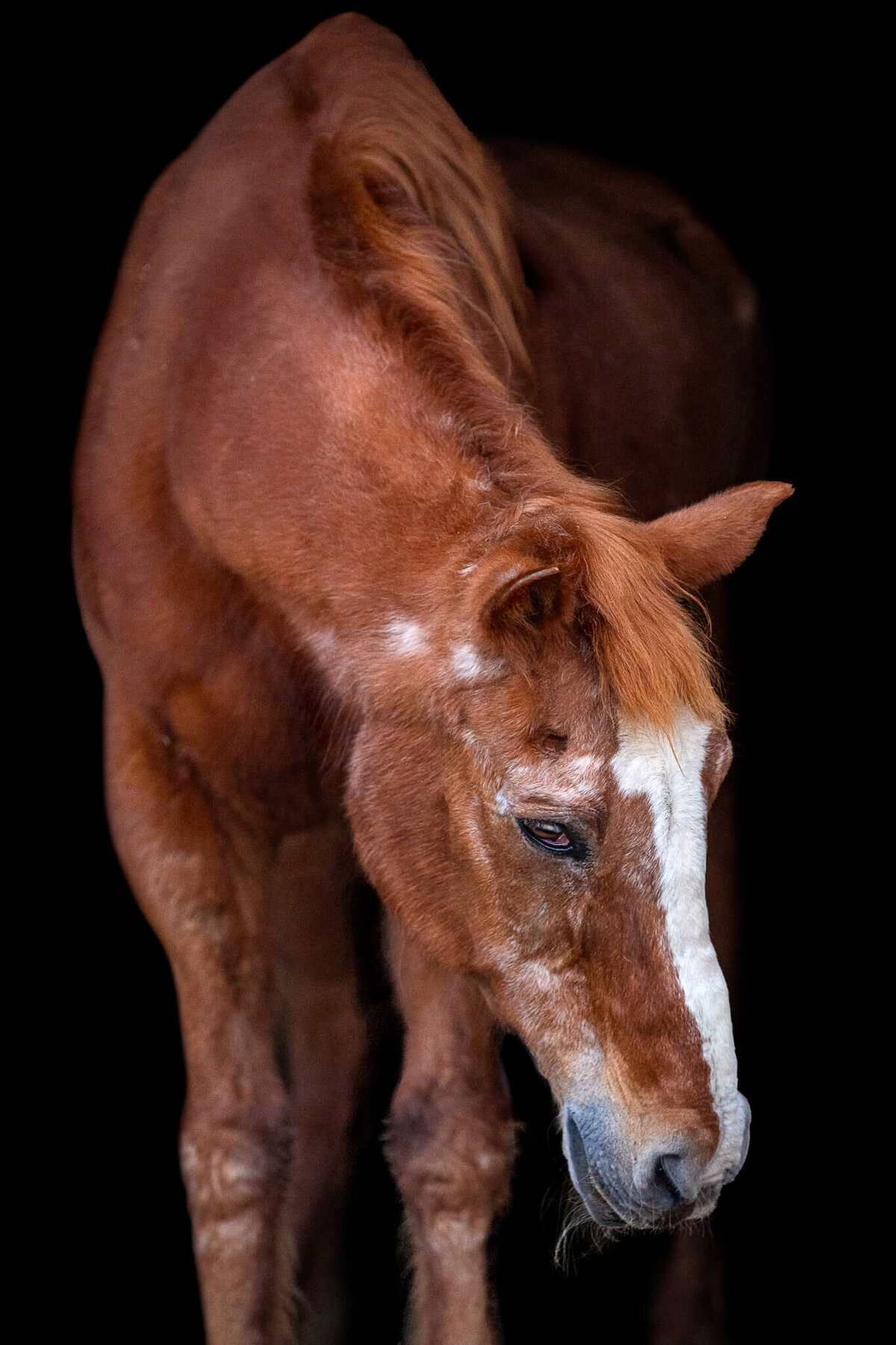 El-Paso-Texas-Fine-Art-Horse-Photographer-046