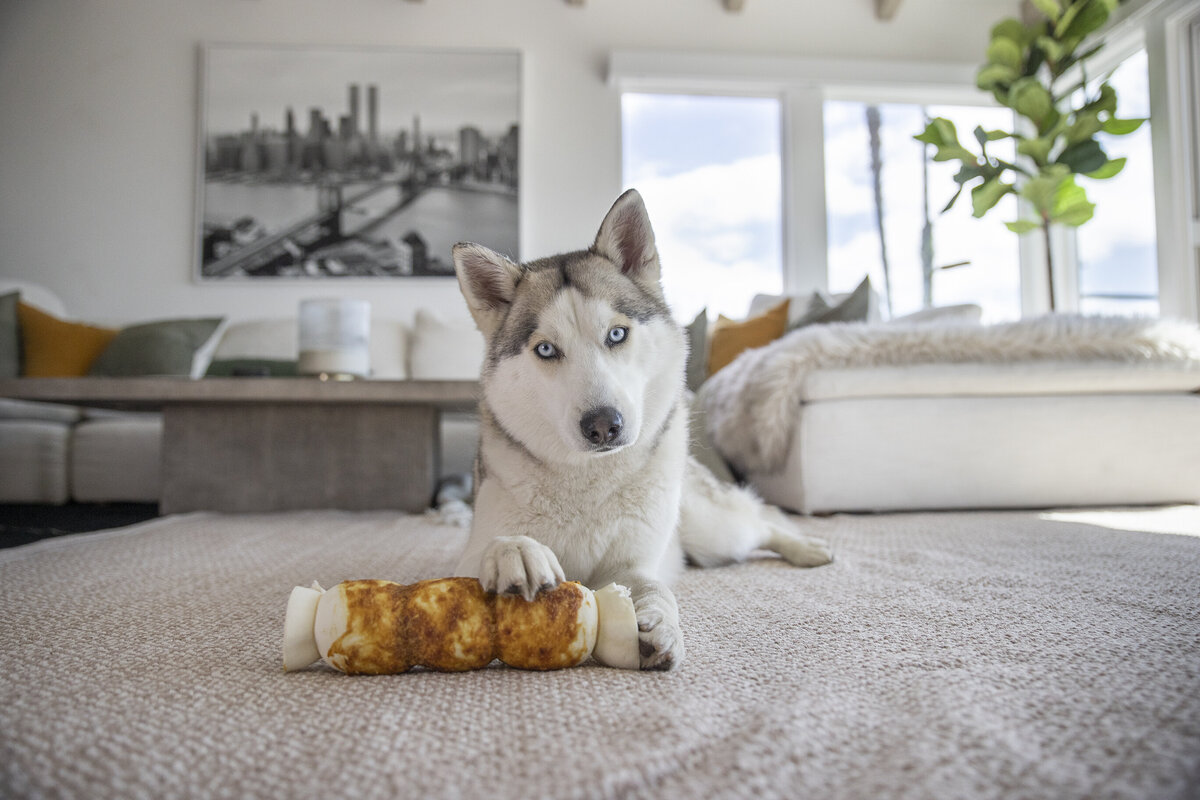 dog product photography 10 copy