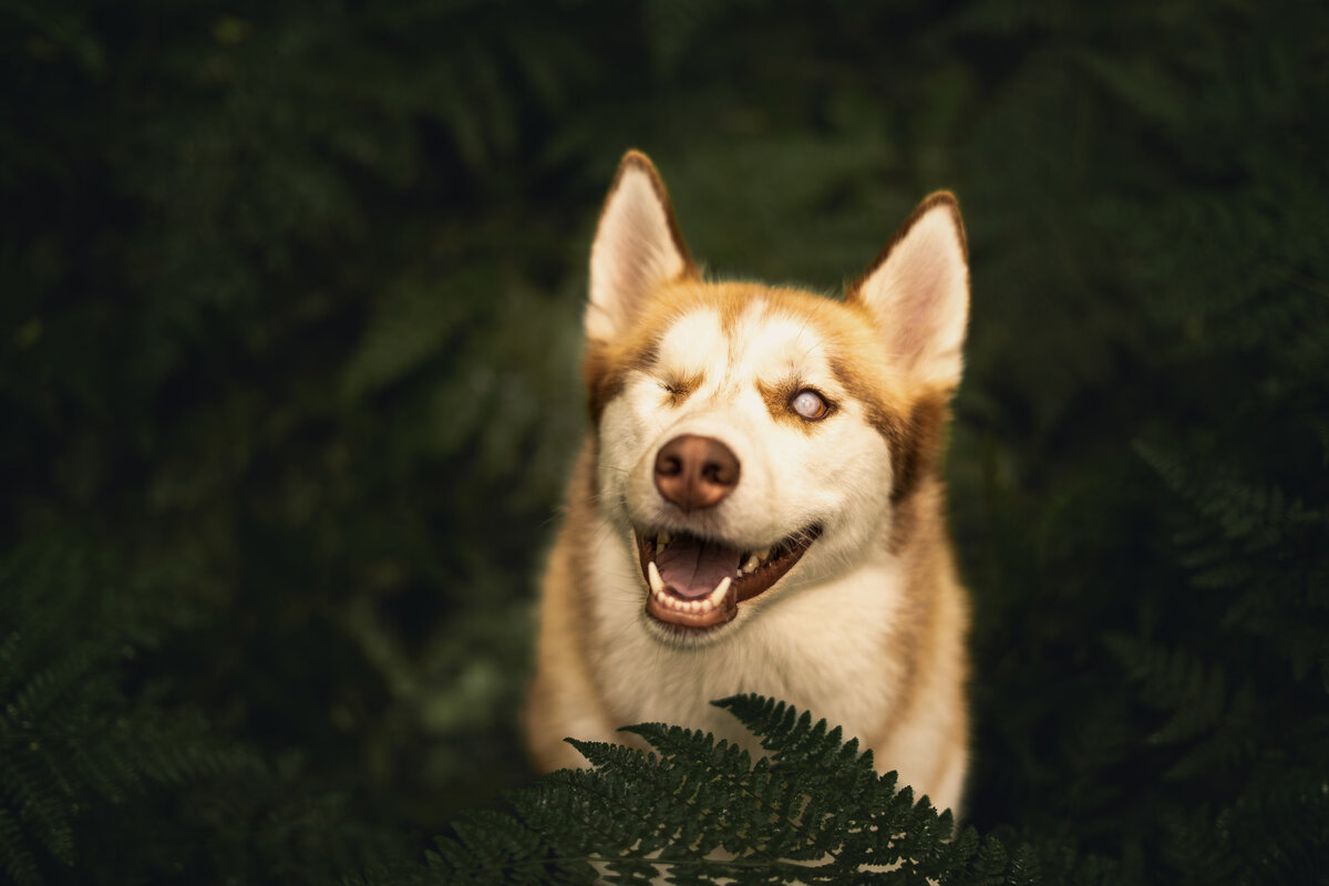 Deij Fotografie|Honden-Vughtse Heide|  Nala 1883