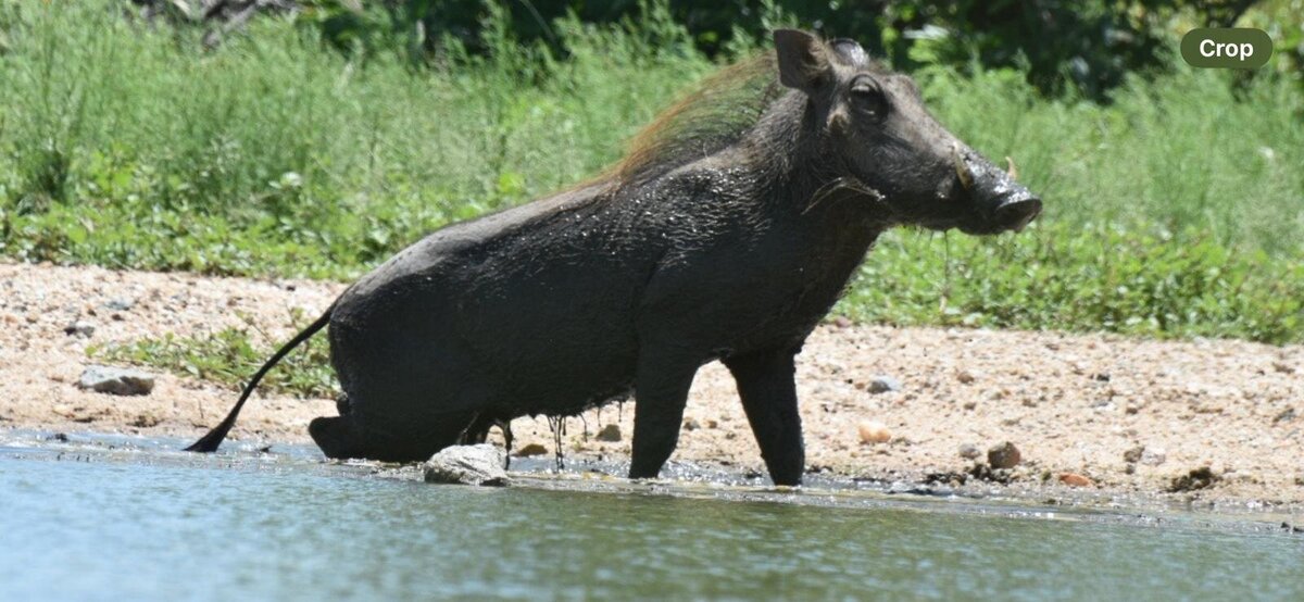 warthog