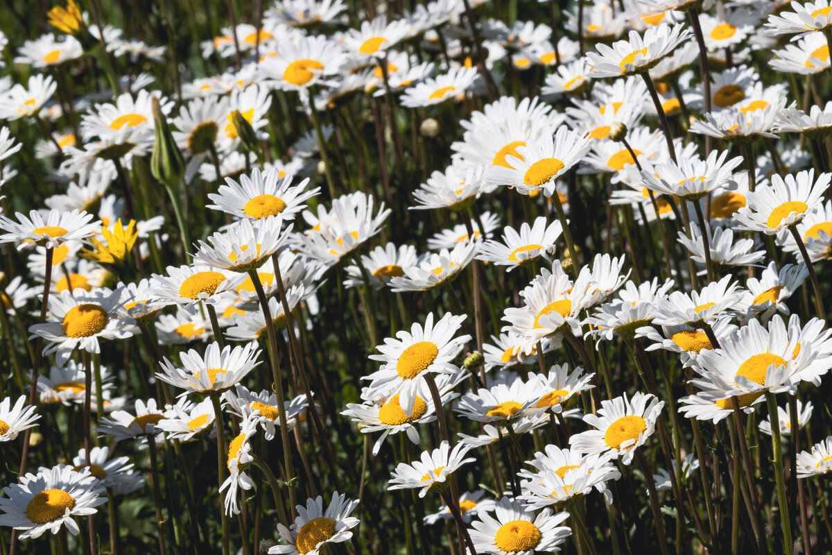 0x-eye_daisies_4003