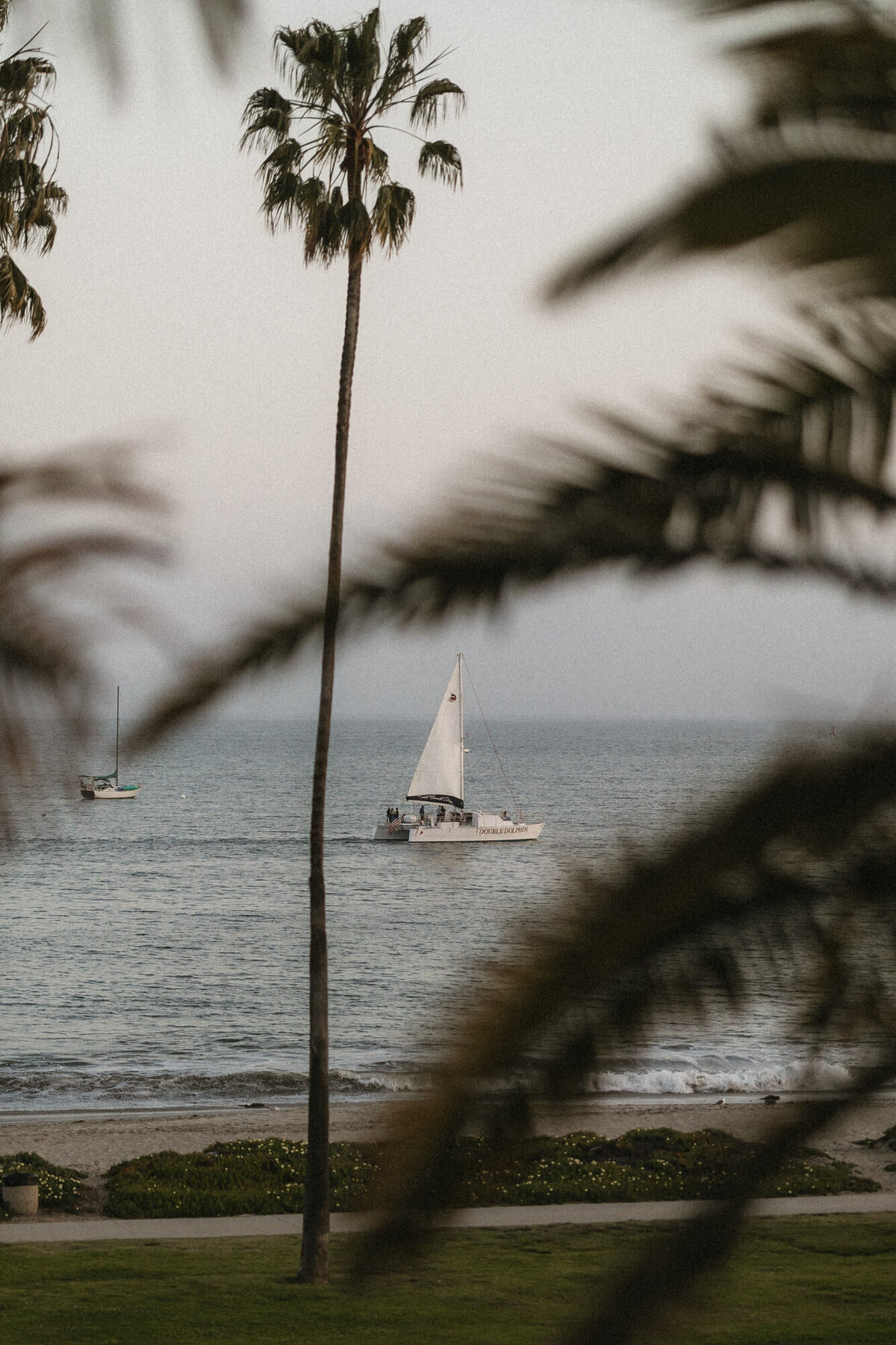 Sailboat on ocean in distance with palm trees at Hilton Beachfront Resort Santa Barbara