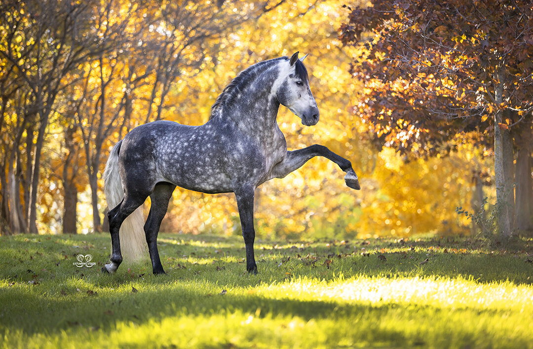 00-AA0I0115©StunningSteedsPhoto-LOWRES