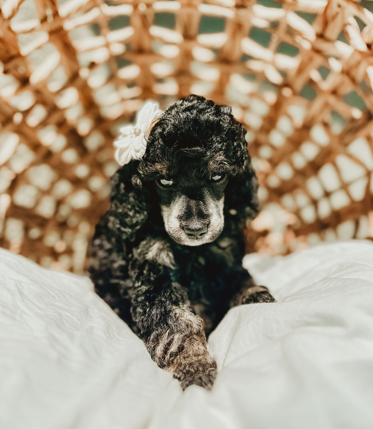Le Fleur Poodle Puppies -132