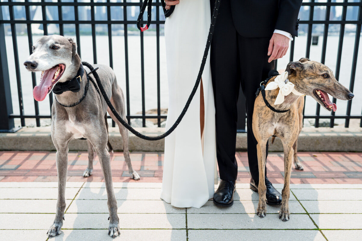 wedding-detail-dogs-outfits