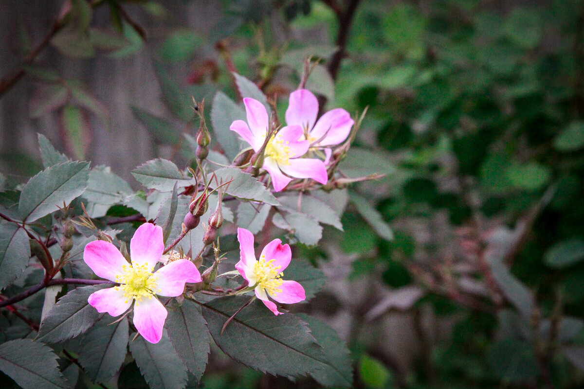 6 -Rosa Glauca beauty v2 - LES