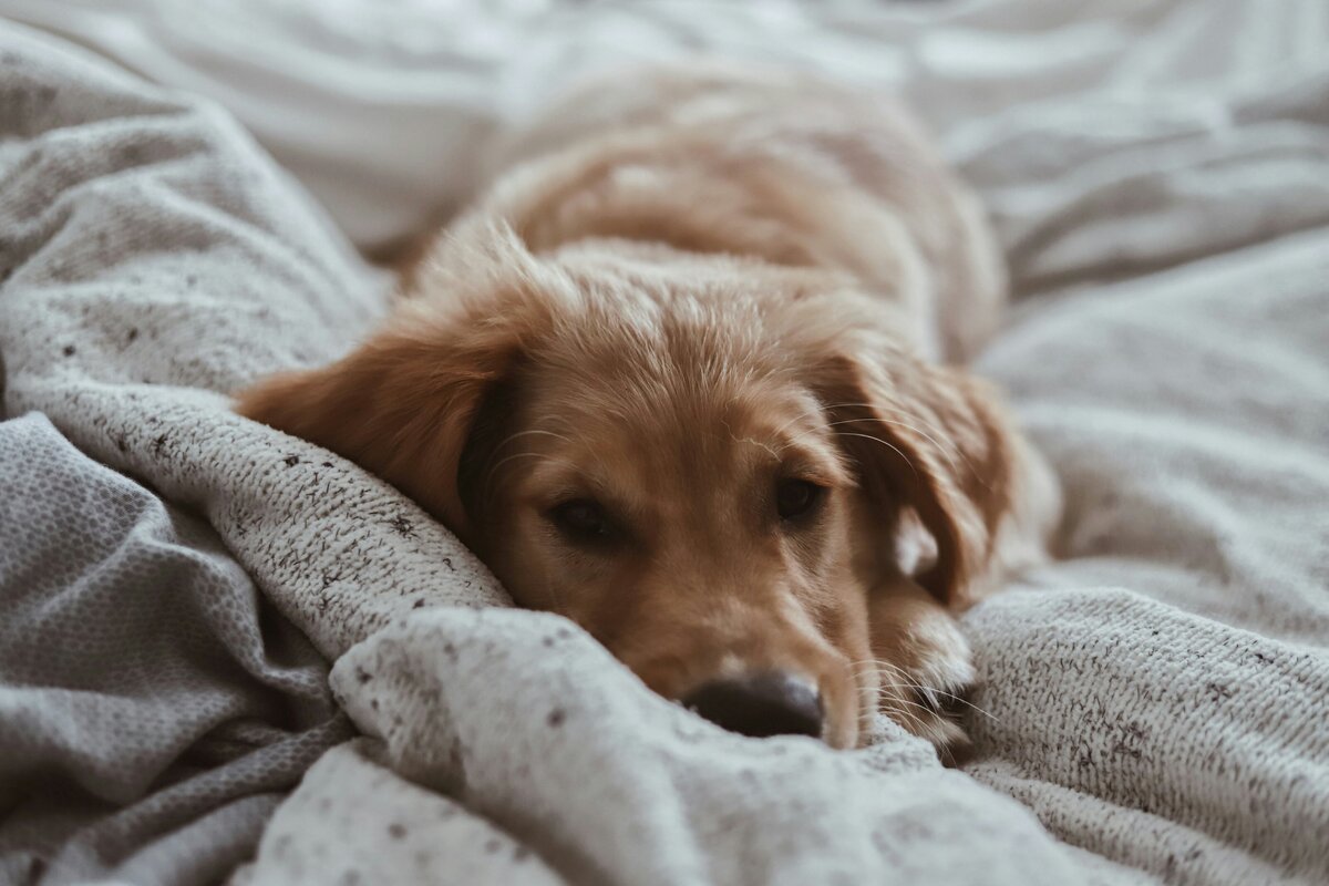 amy-humphries-3au212dW-Fg-unsplash